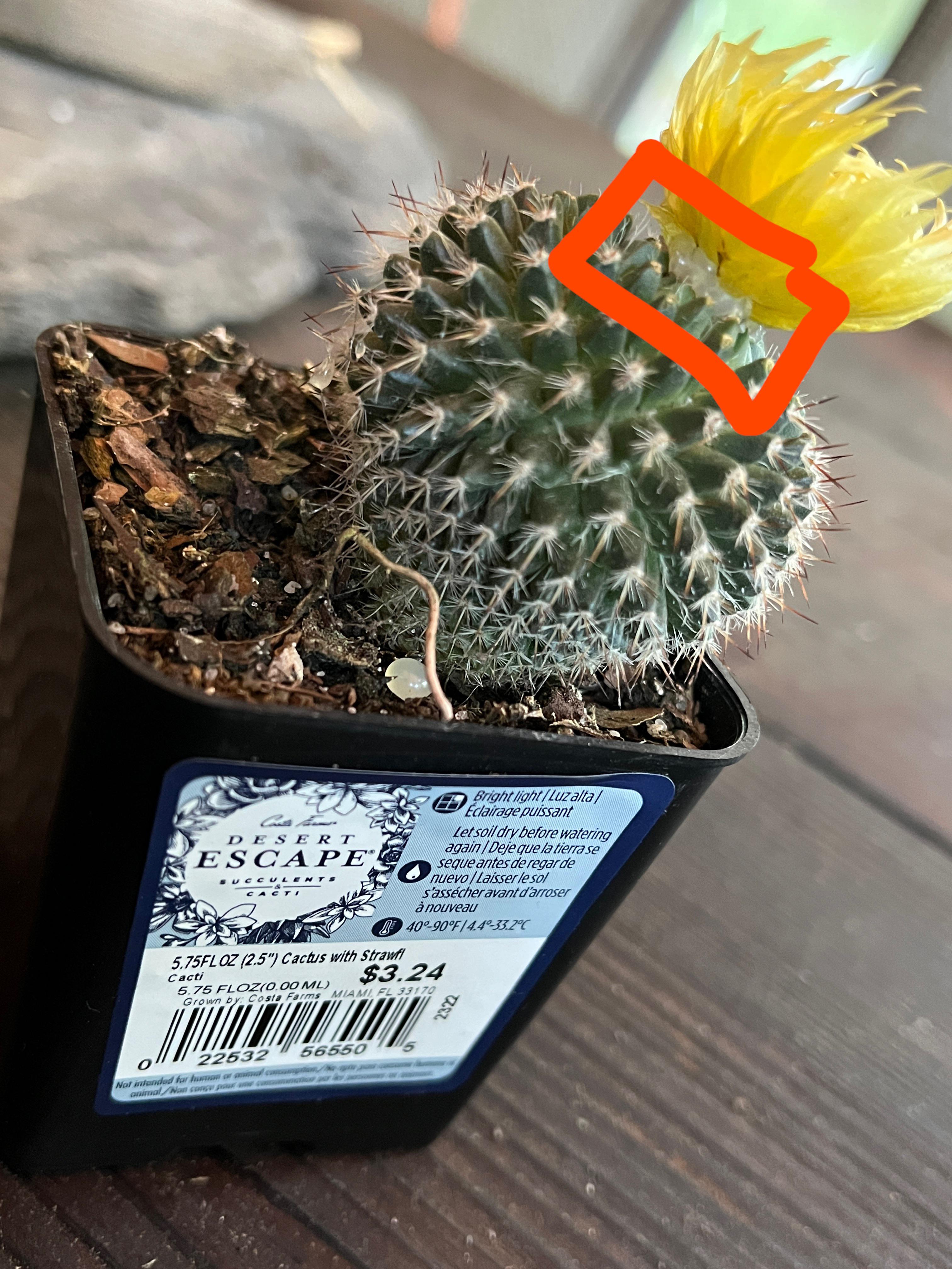 Desert Escape and Walmart glueing on a flower on this cactus. r