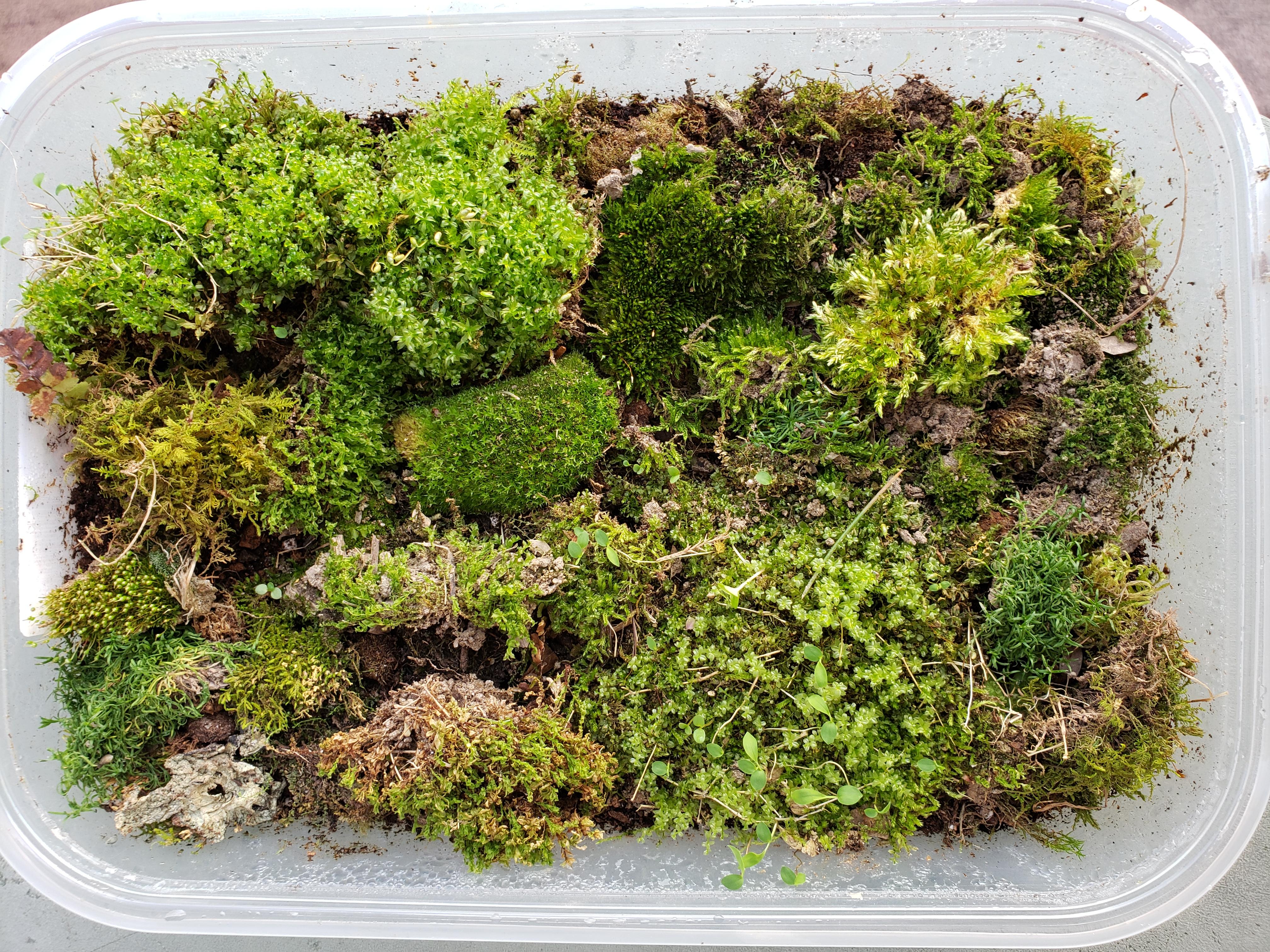 Don't know if moss is here but this is my native moss storage