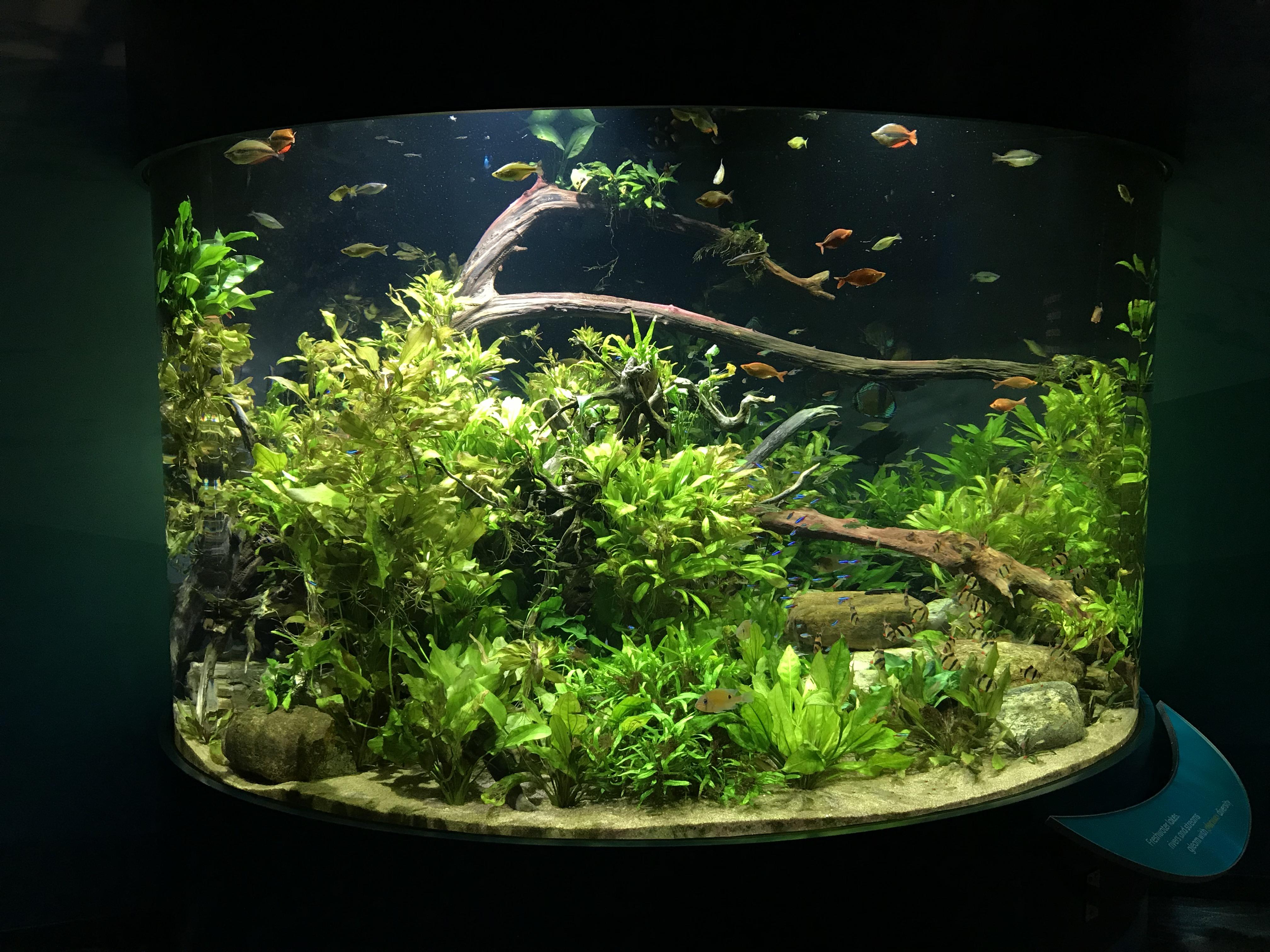 One of the Planted Tanks Chicago’s Shedd Aquarium r/PlantedTank