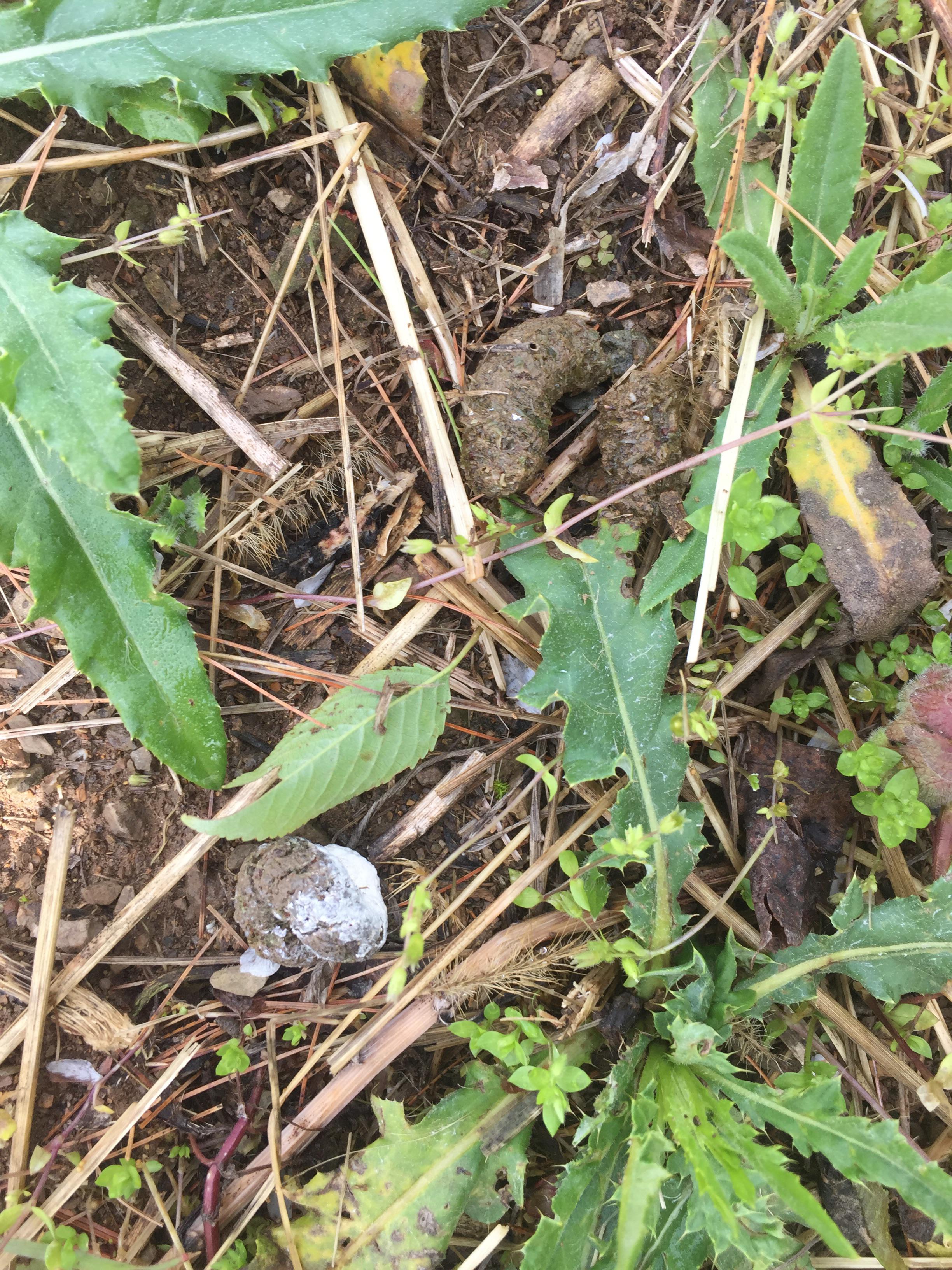 Is this turkey scat? r/AnimalTracking