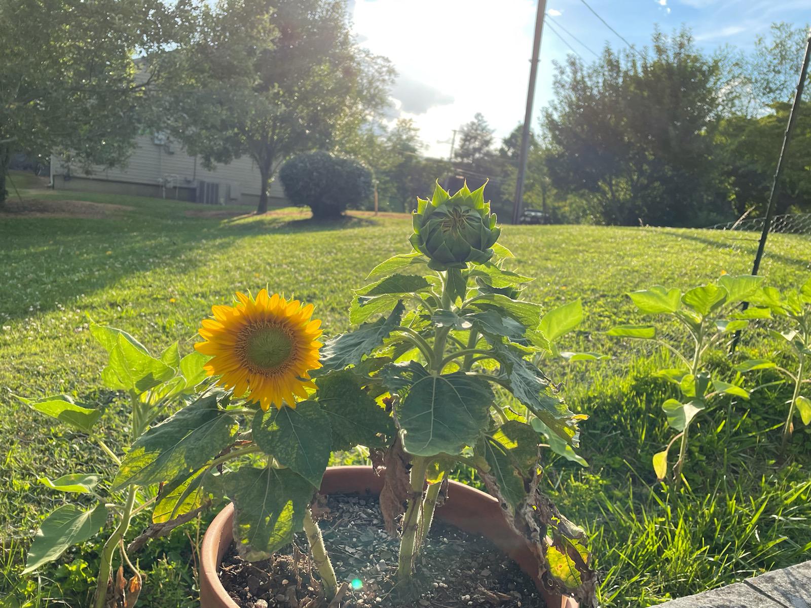 My mini sunflower bloomed r/sunflowers