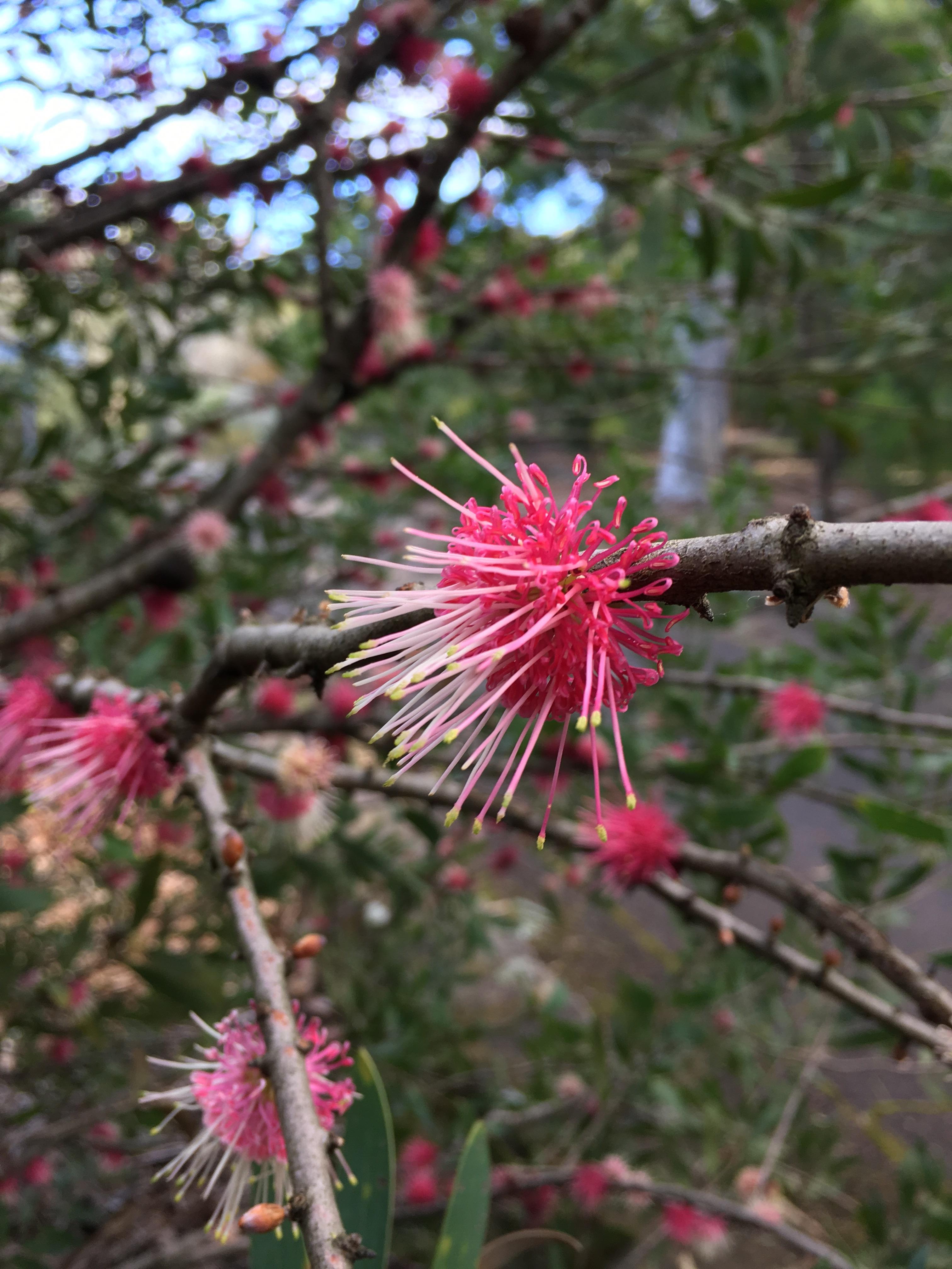 Winter is a great time to see some beautiful Hakeas flowering at the
