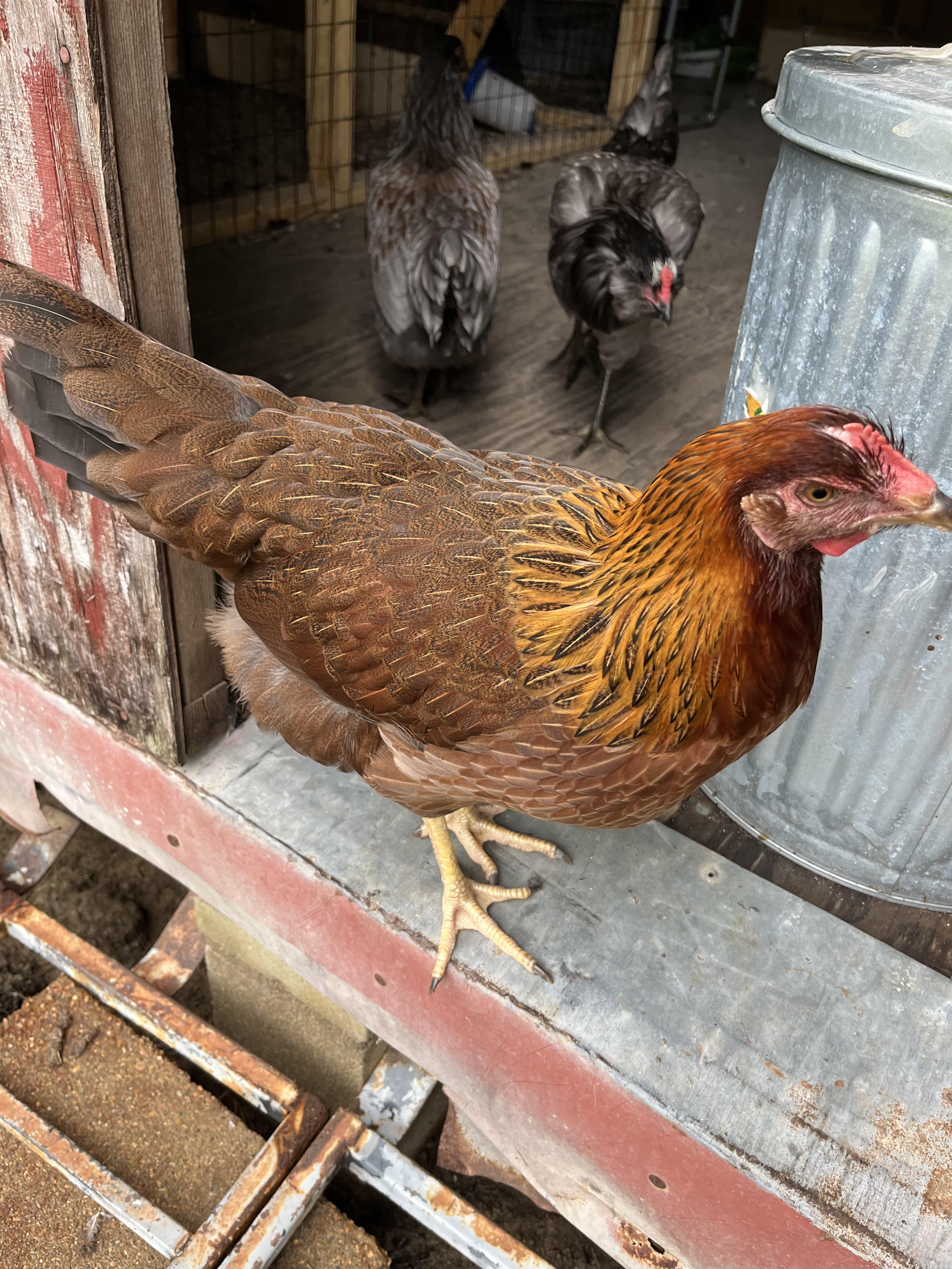 Welsummer or Easter Egger? r/chickens