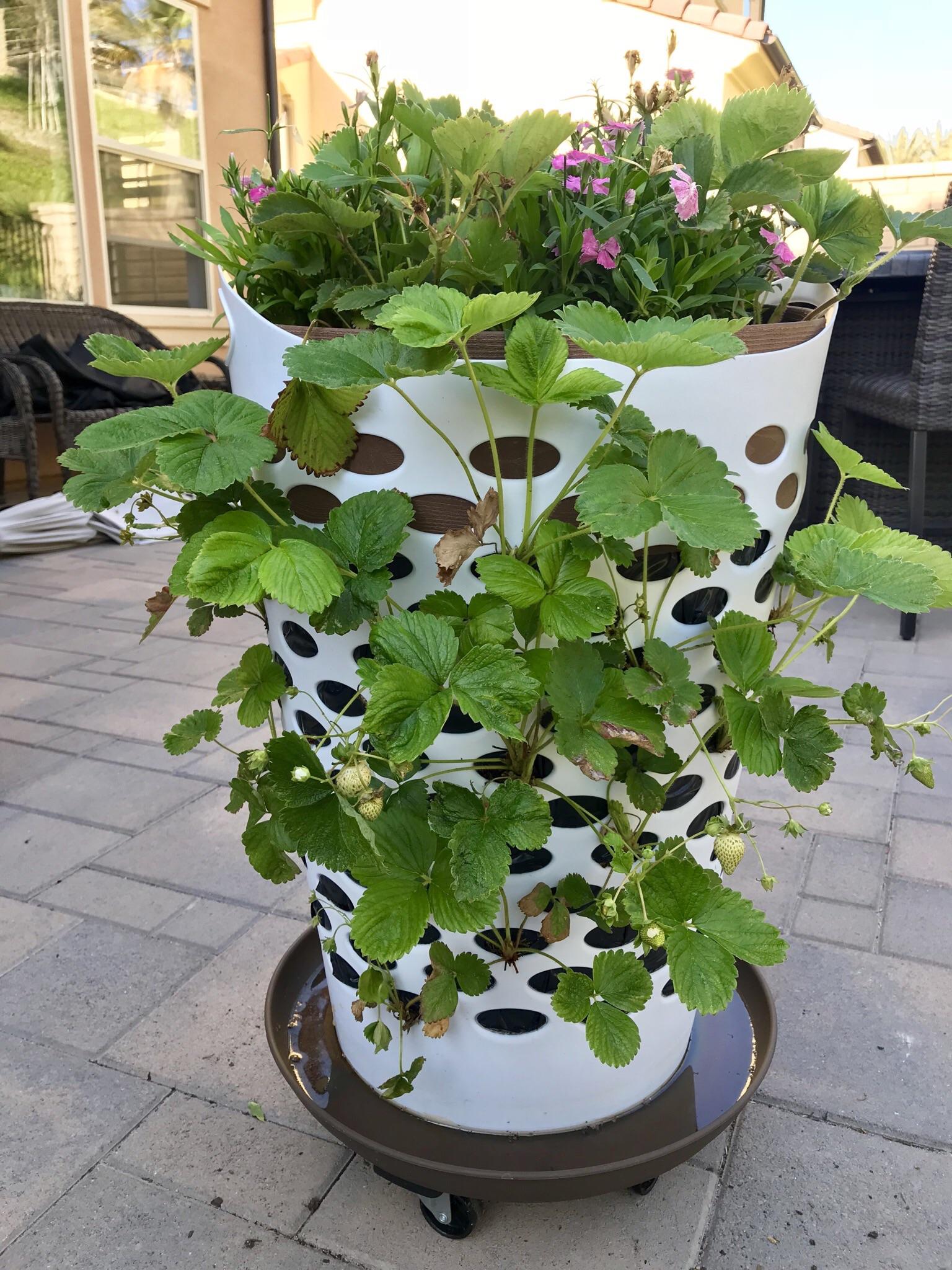 It’s been nearly 2 months since I started this strawberry tower in a 7 laundry basket. I