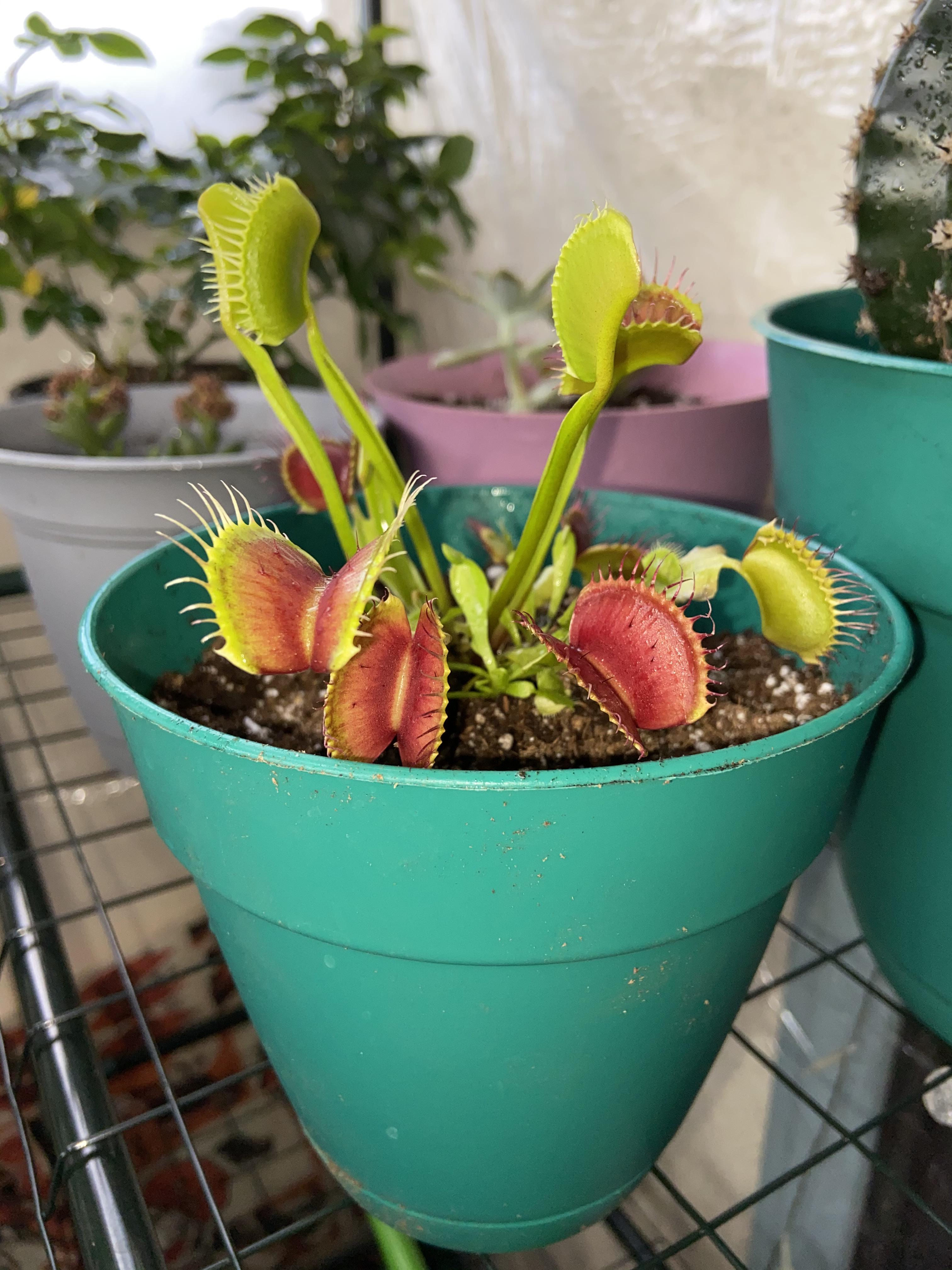 SOS! My Venus fly trap closed on one of the other ones. What do I do