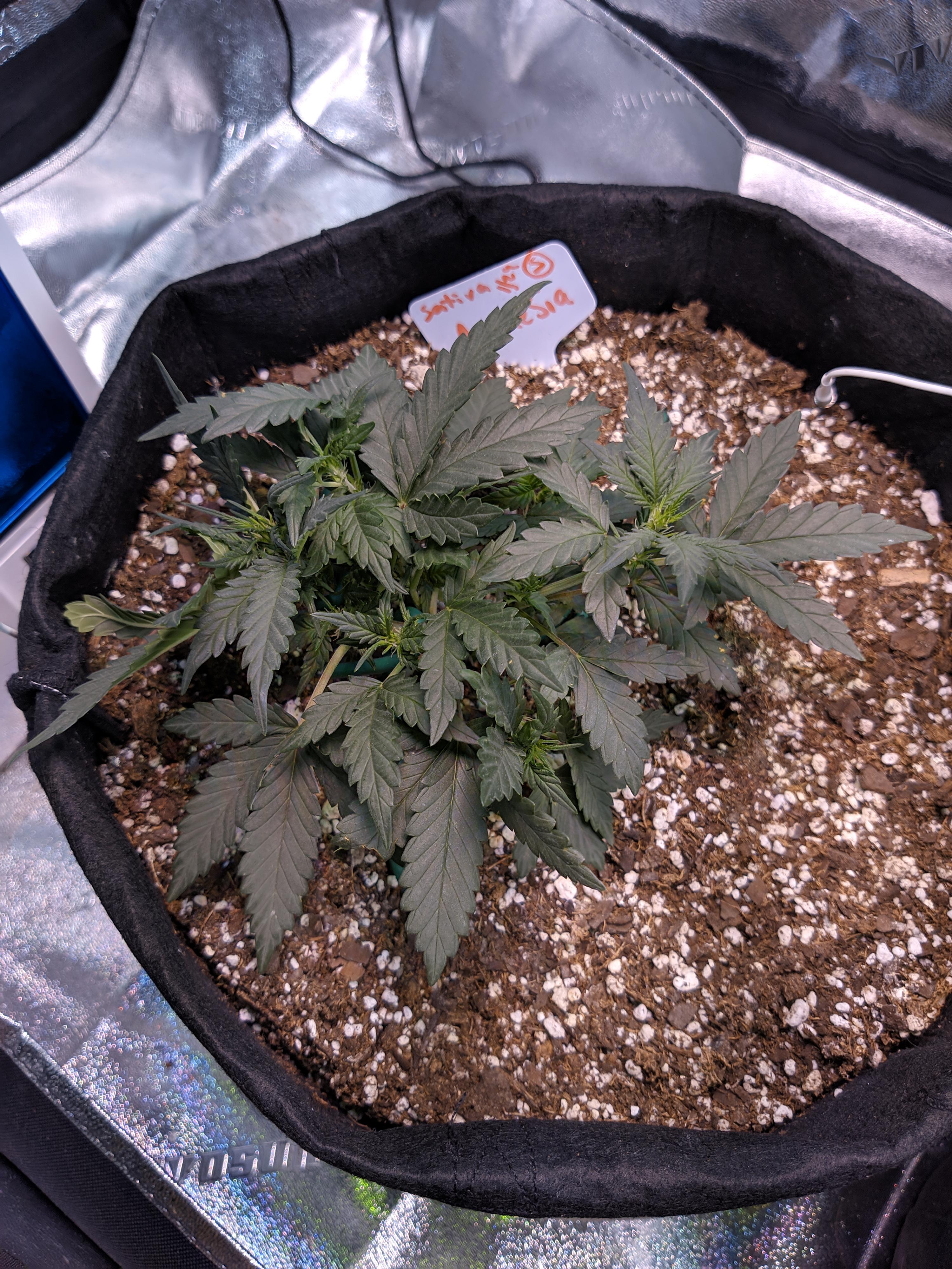 Help? Week 6 and my autoflower is tiny in height but bushy. I am