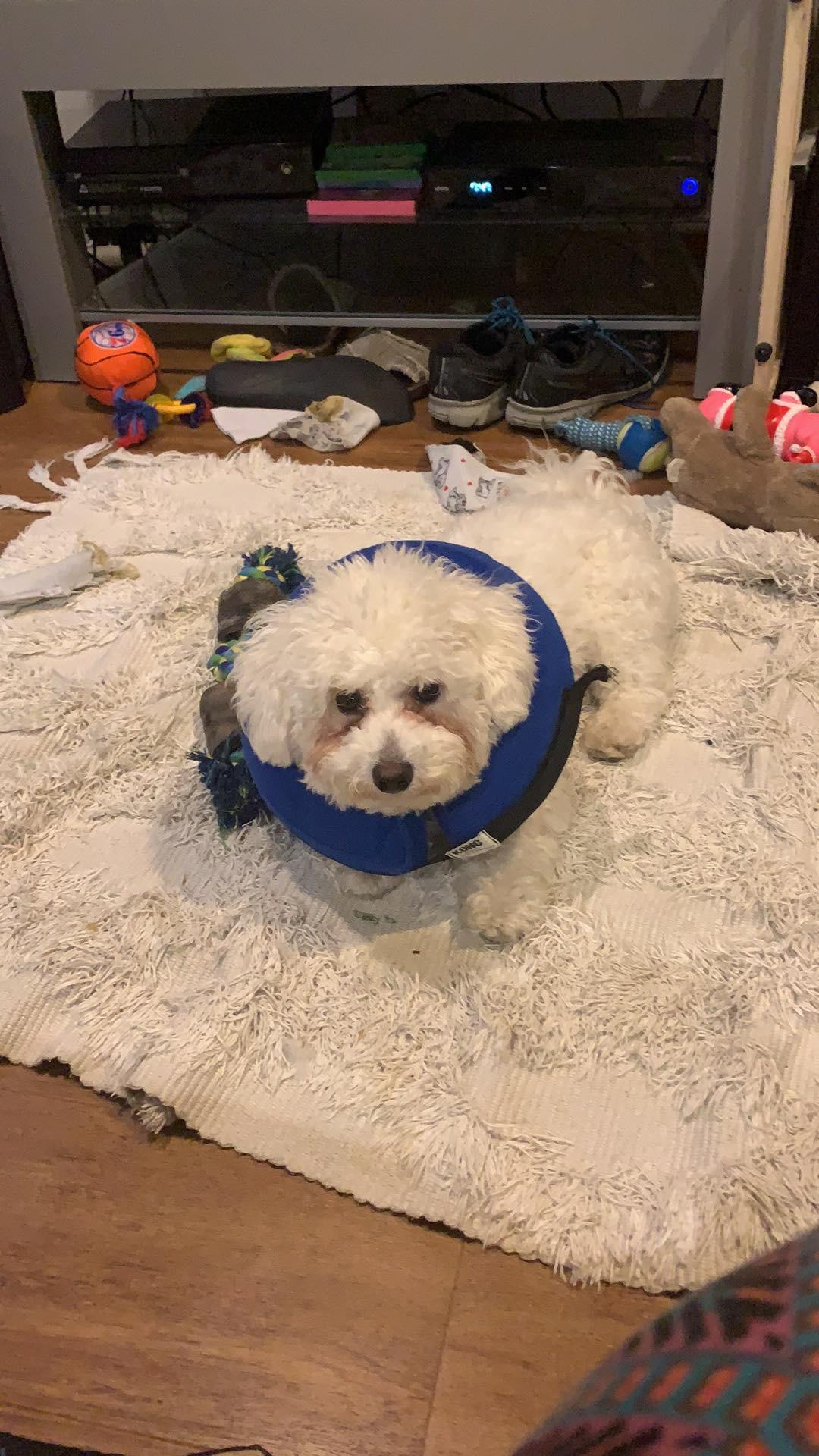 poor guy was scratched in the eye by a cat. vet said it wasn’t bad and