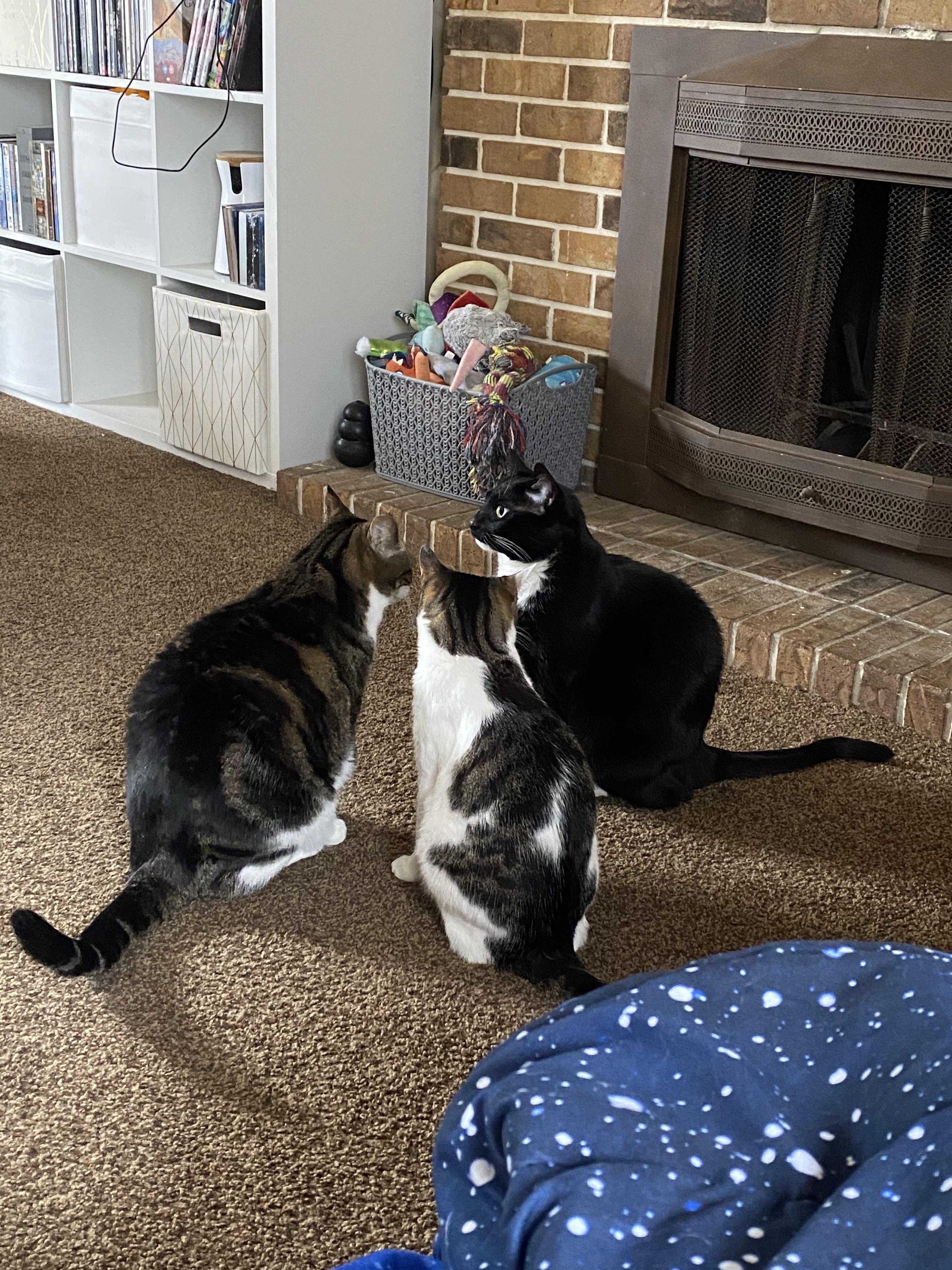 Day 2 of Quarantine The cats are plotting to kill me