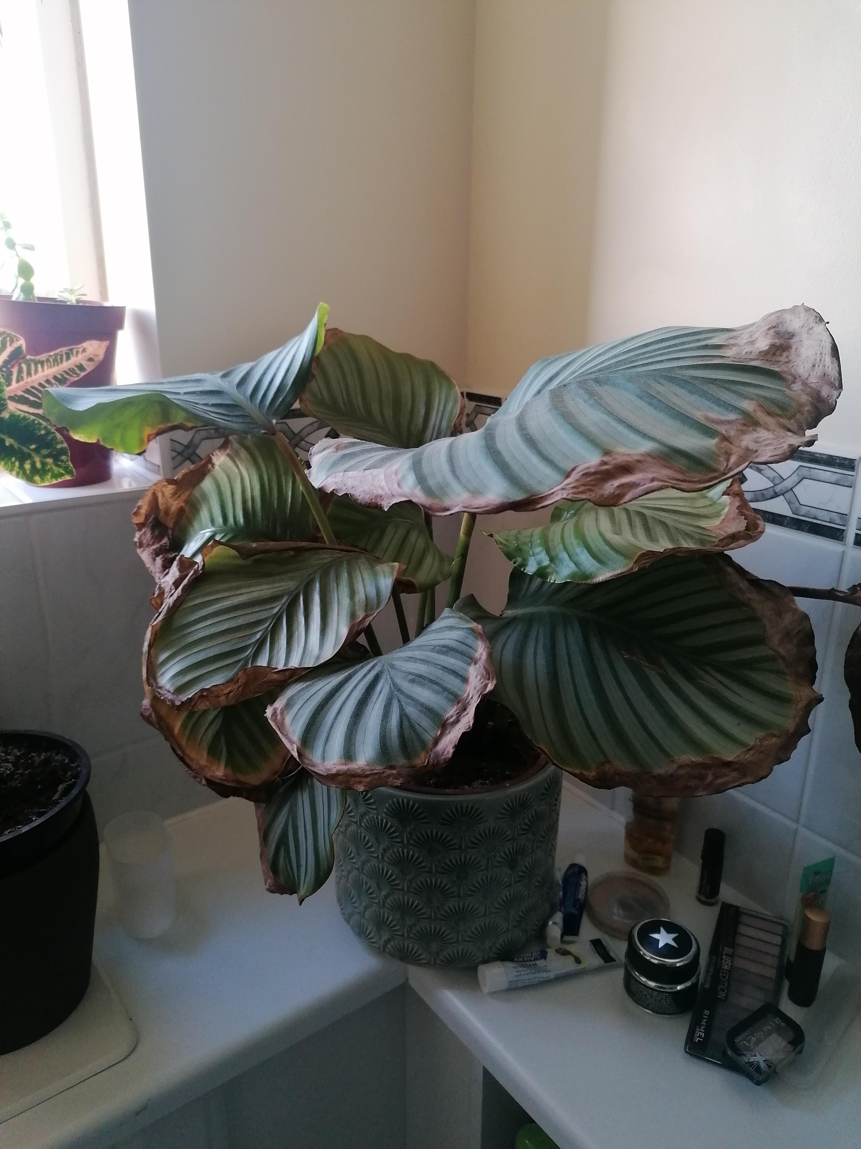 Plz advice on why my Calathea gets dry leaves. Even new leaves get dry