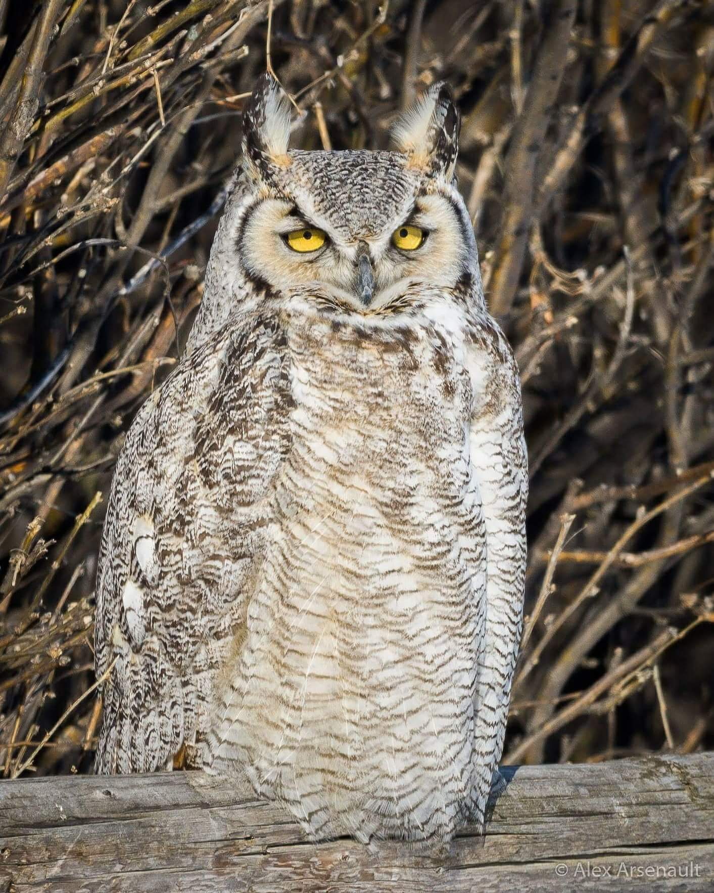 A Great Horned Owl from Alberta. r/wildlifephotography