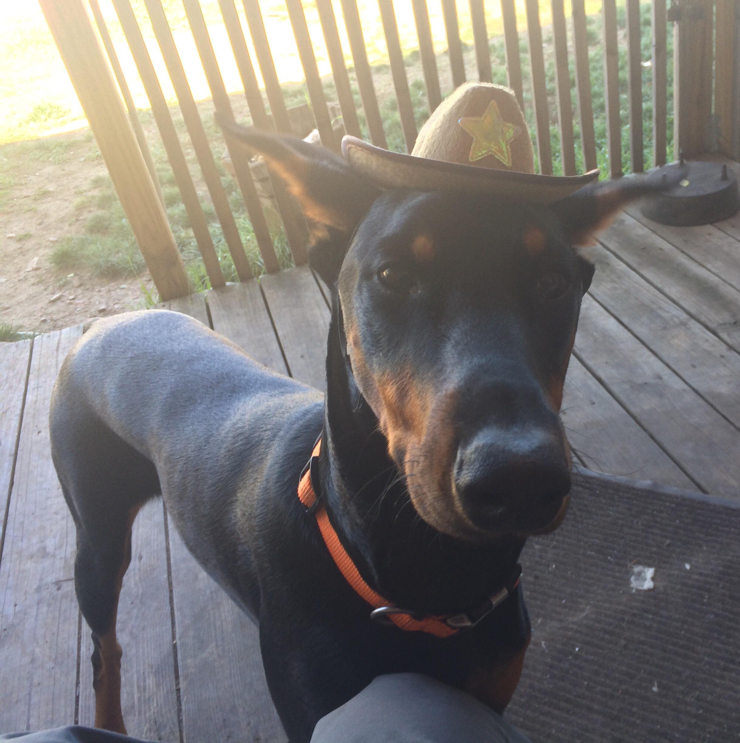 There is a new sheriff in town. r/dogswearinghats