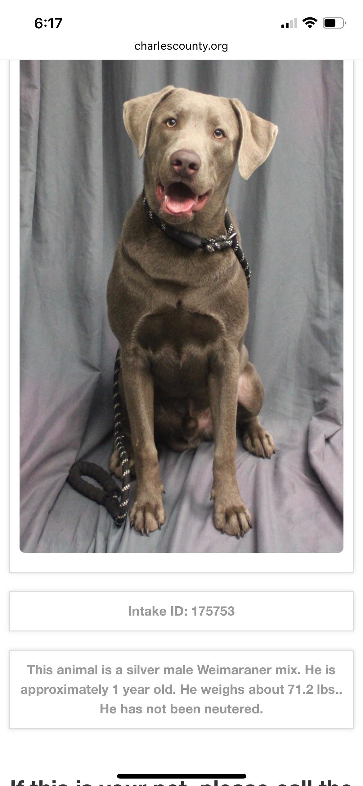 20 best r/silverlabs images on Pholder Hello from Atlas! 9 weeks today 😊