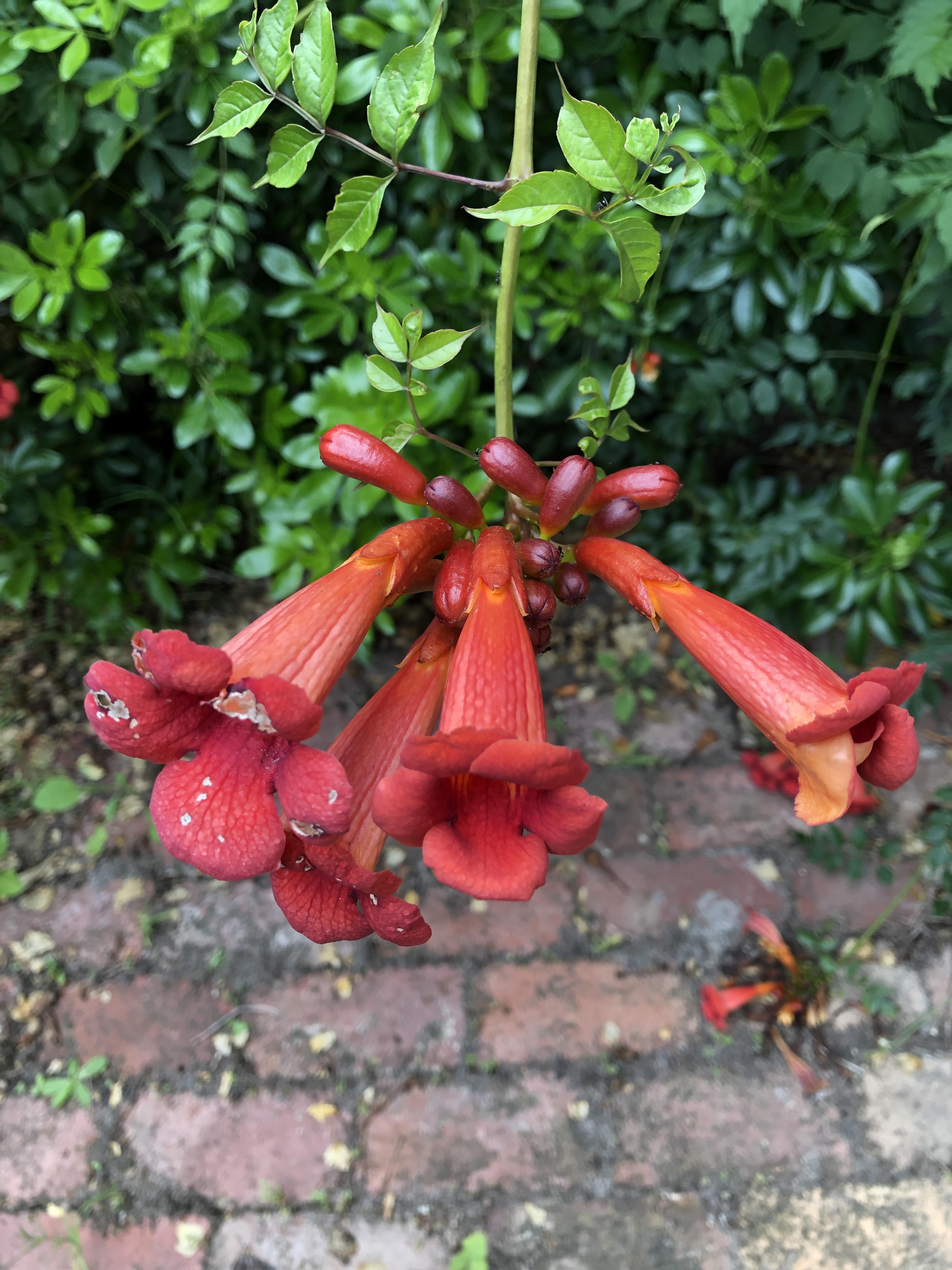 Grows like crazy what is this? r/PlantIdentification