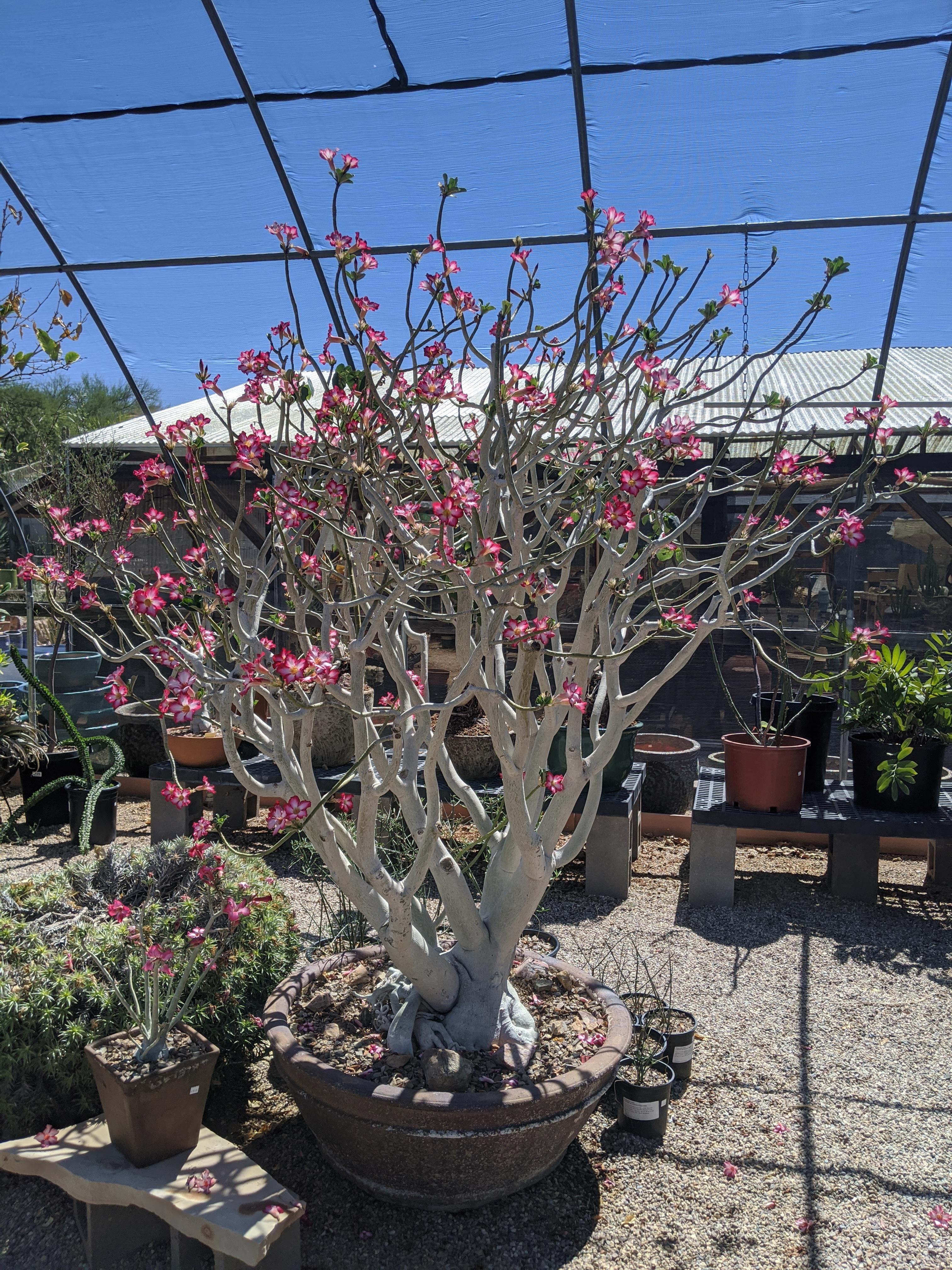 6ft tall desert rose from my local cactus farm. r/pics