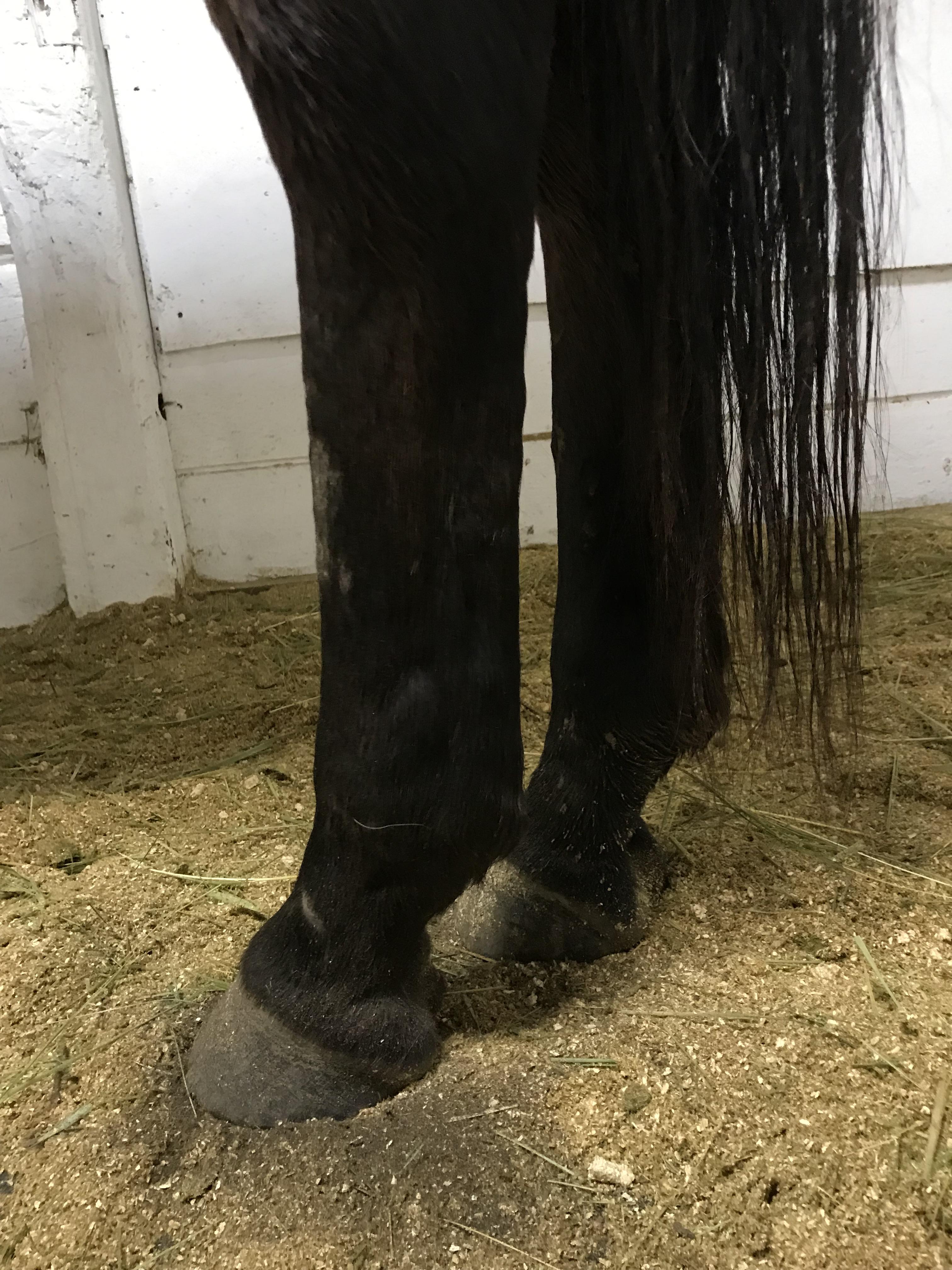 Wind puff? Tendon bow? My vet can’t come out until Friday. Looking for