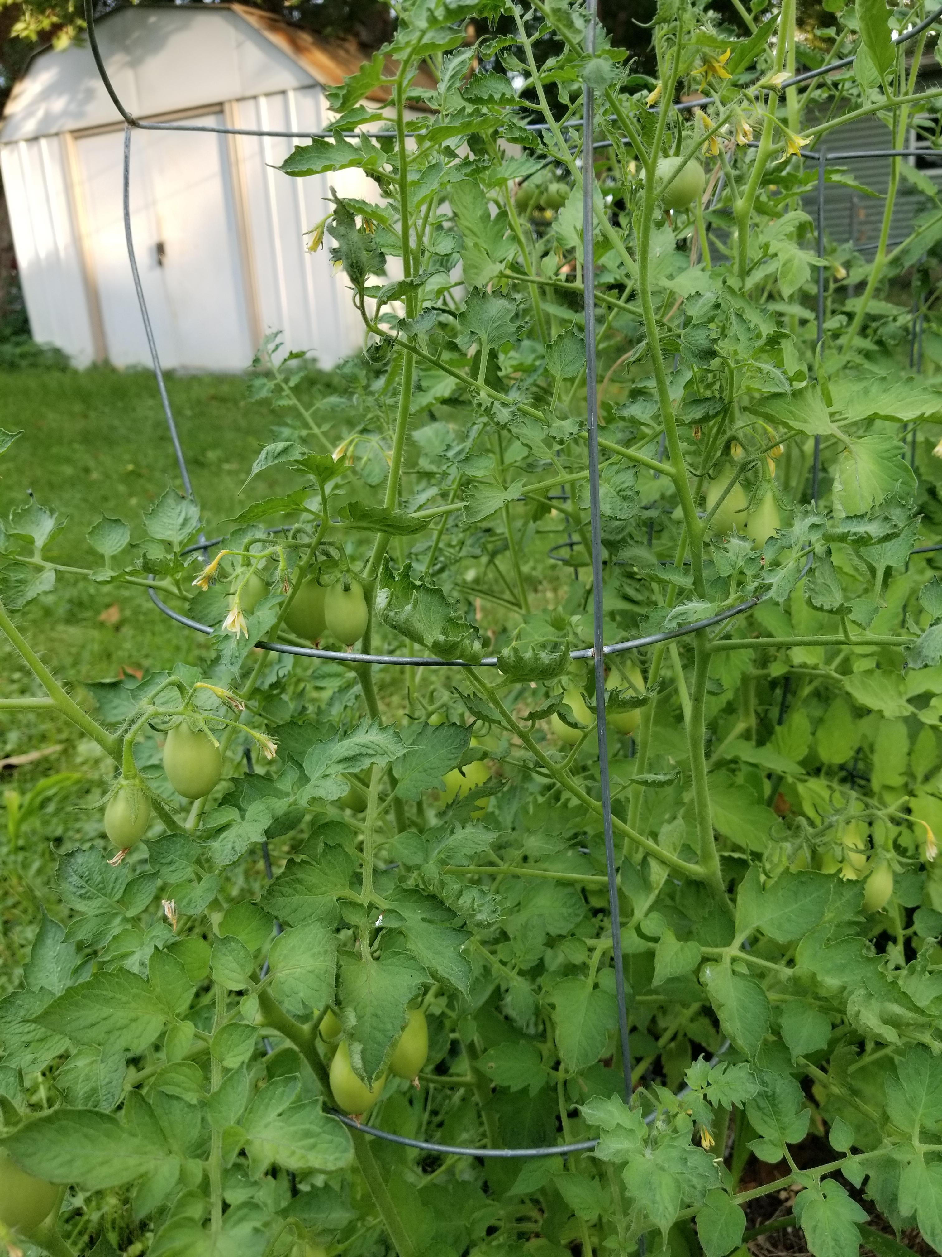 Look at my tomatoes r/gardening
