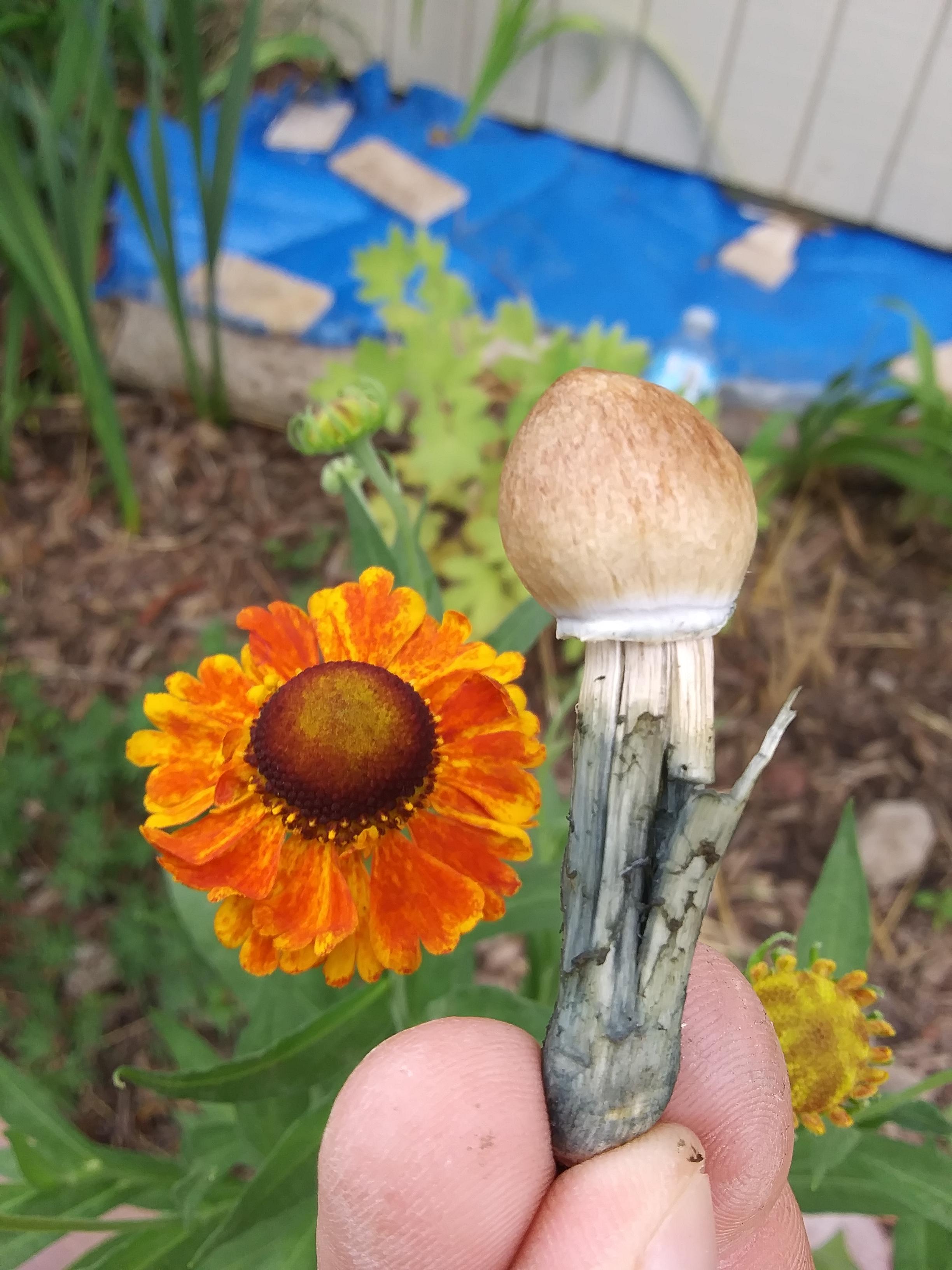 [Actives]Have a tub graveyard and be rewarded by its zombies🍄 r