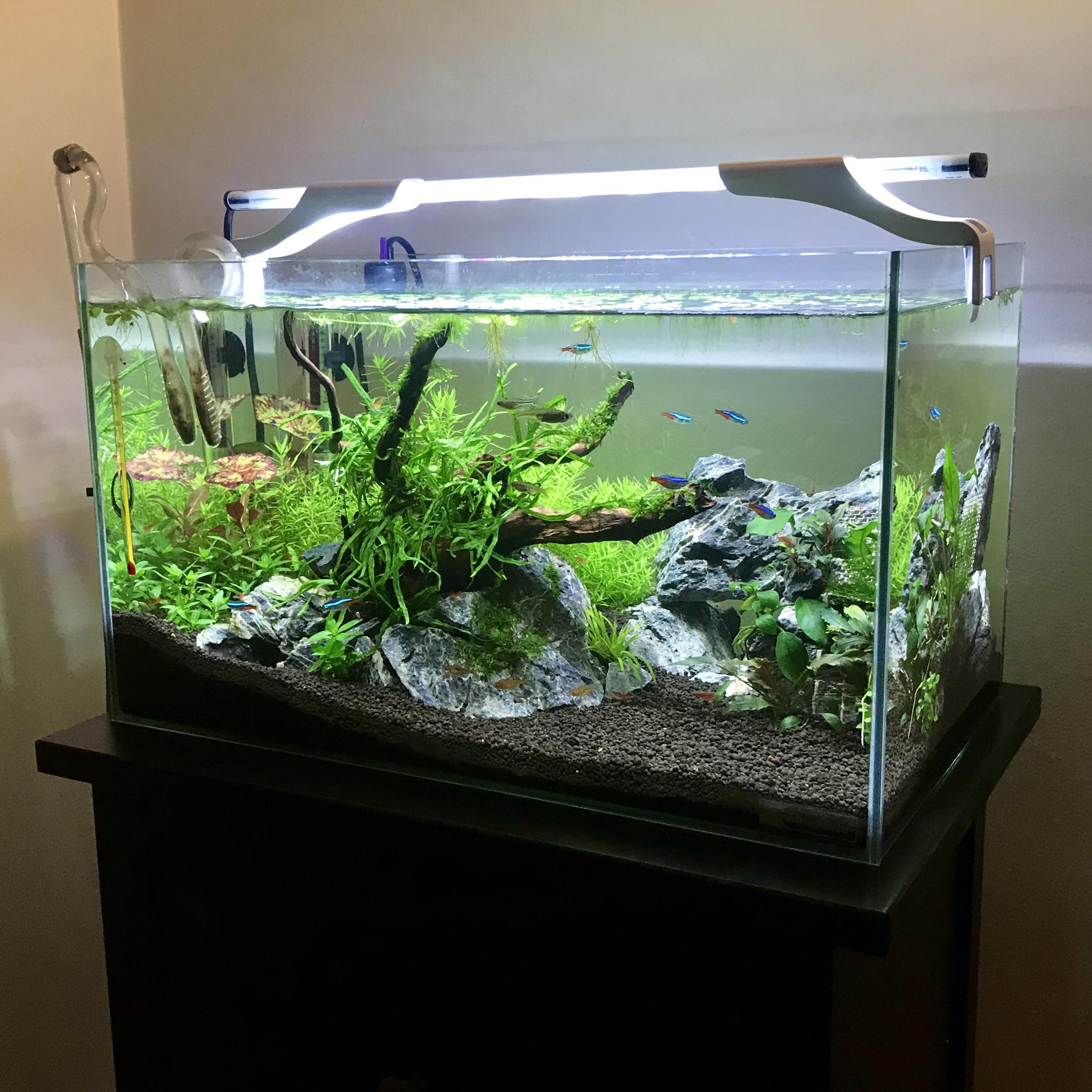 Update on my first tank / Aquascape (lowtech) PlantedTank