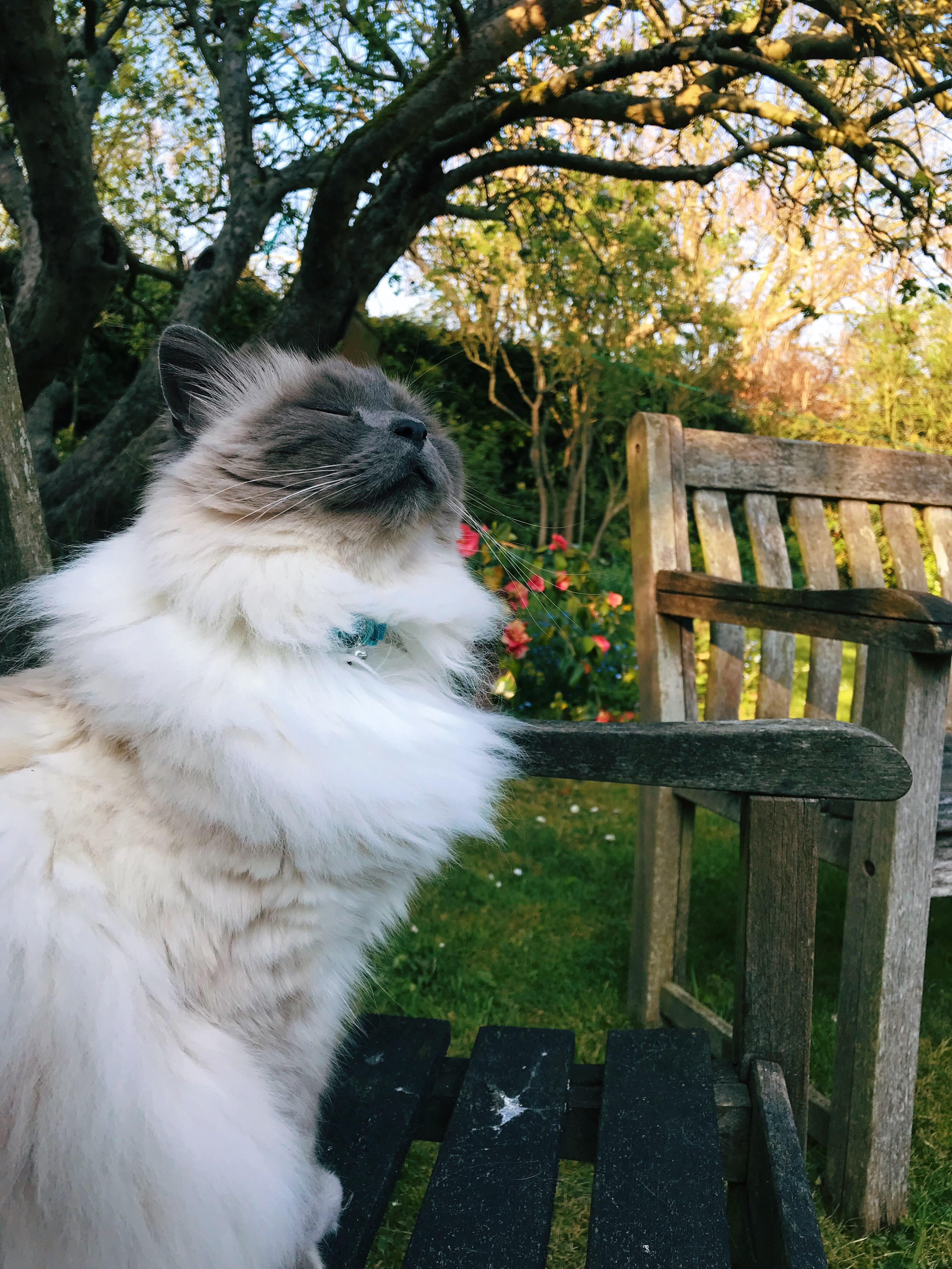 Olly enjoying the warm weather r/cats