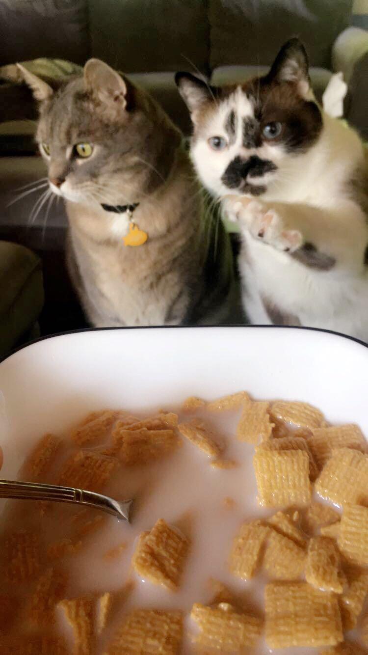 Can Cats Have Almond Milk Cat Meme Stock Pictures and Photos