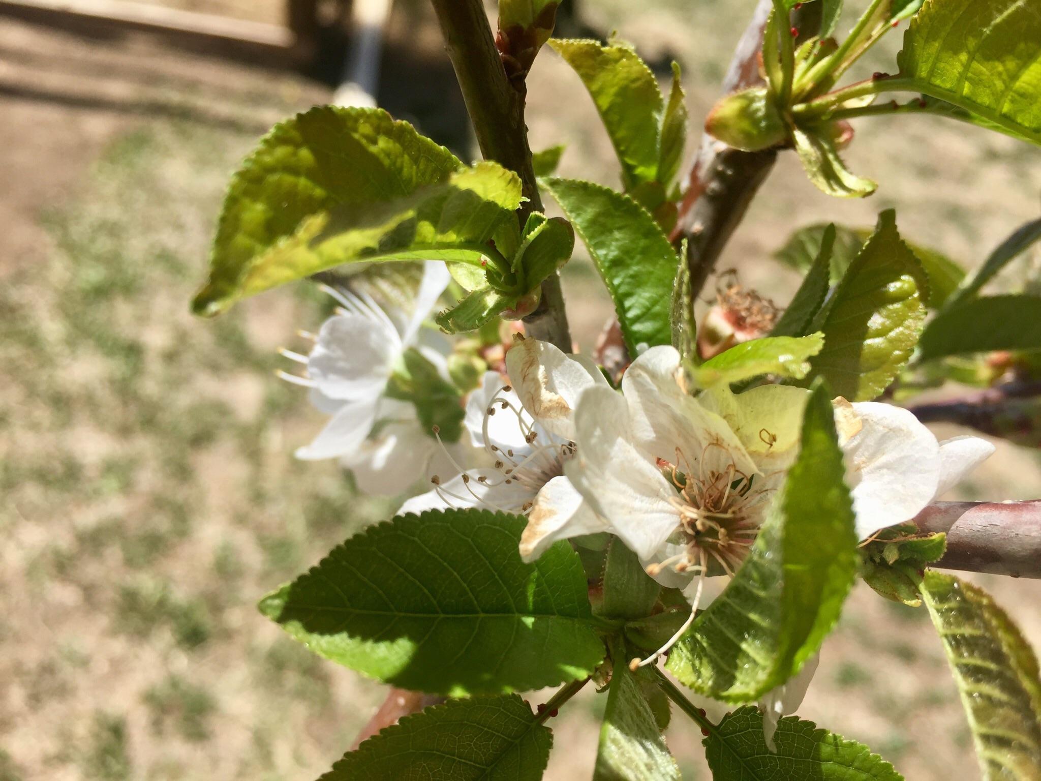 Been growing this cherry tree in our backyard for a few years now. This