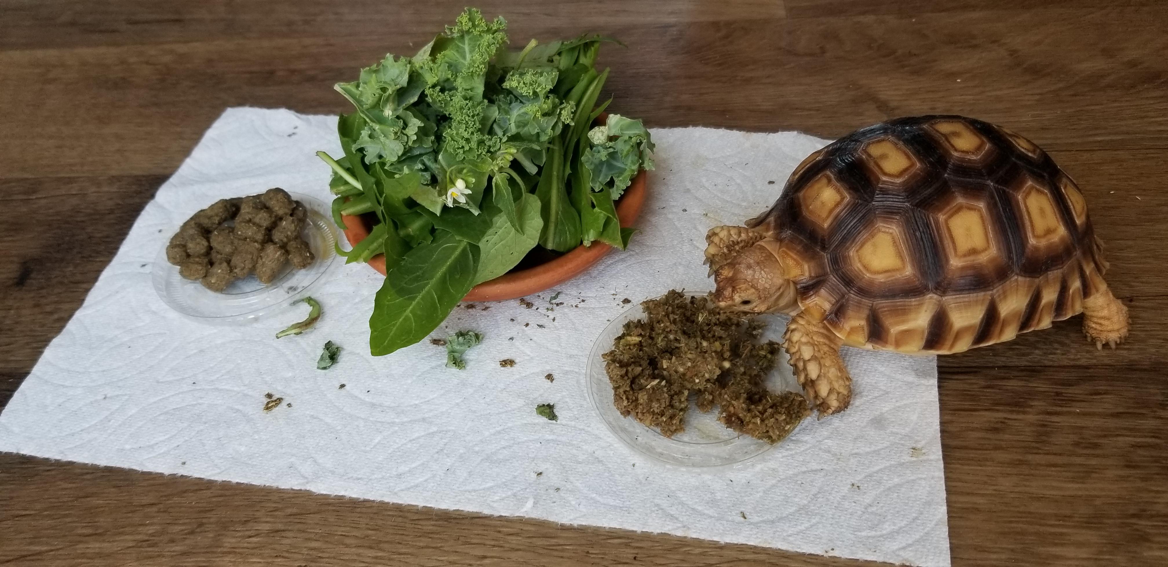 CHARLES HAS SPOKEN! The choice was ZooMed Grassland, Fresh Dandelion