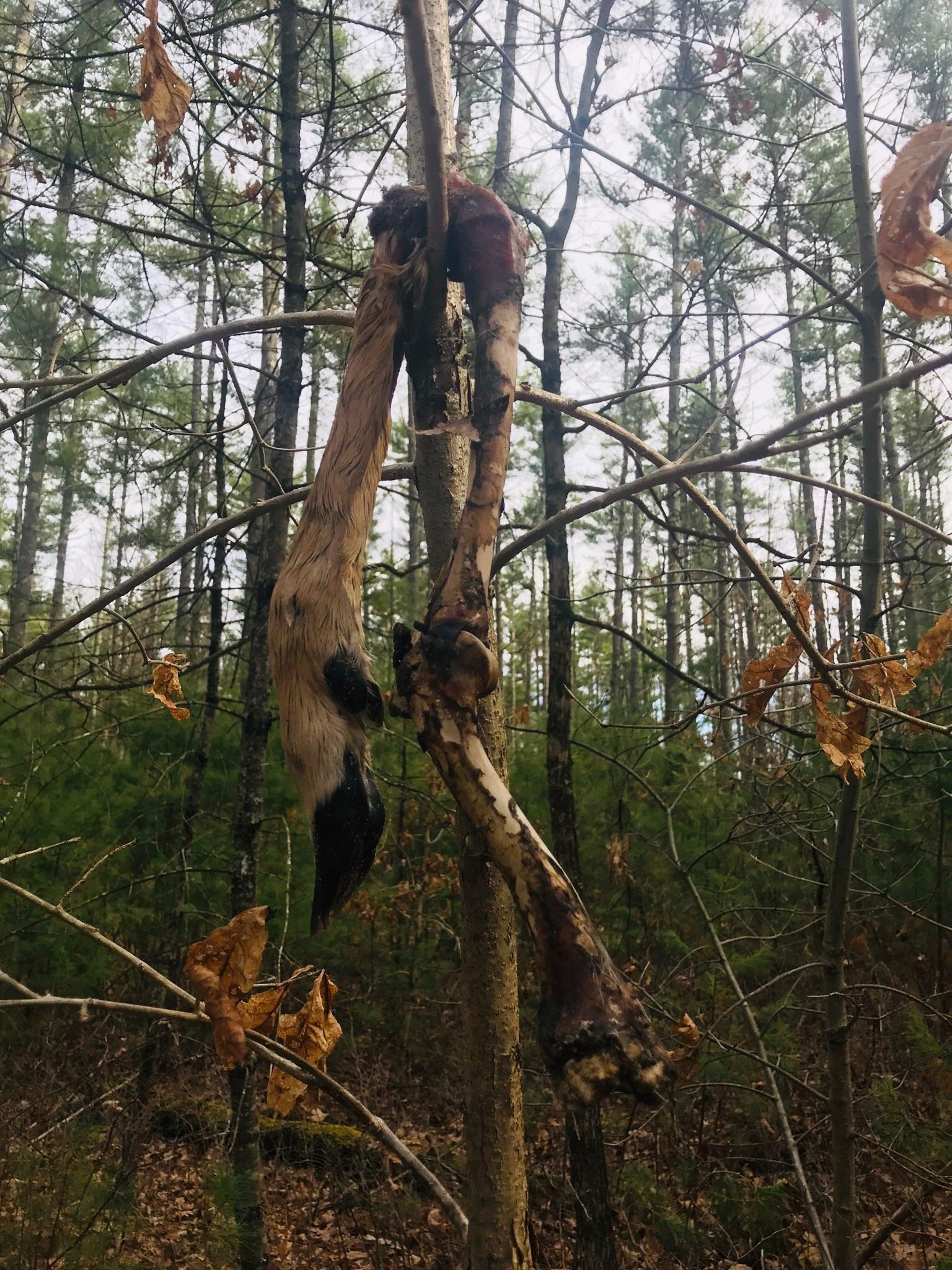 Found in northeast MA gnarly leftovers from a deer that got stuck on