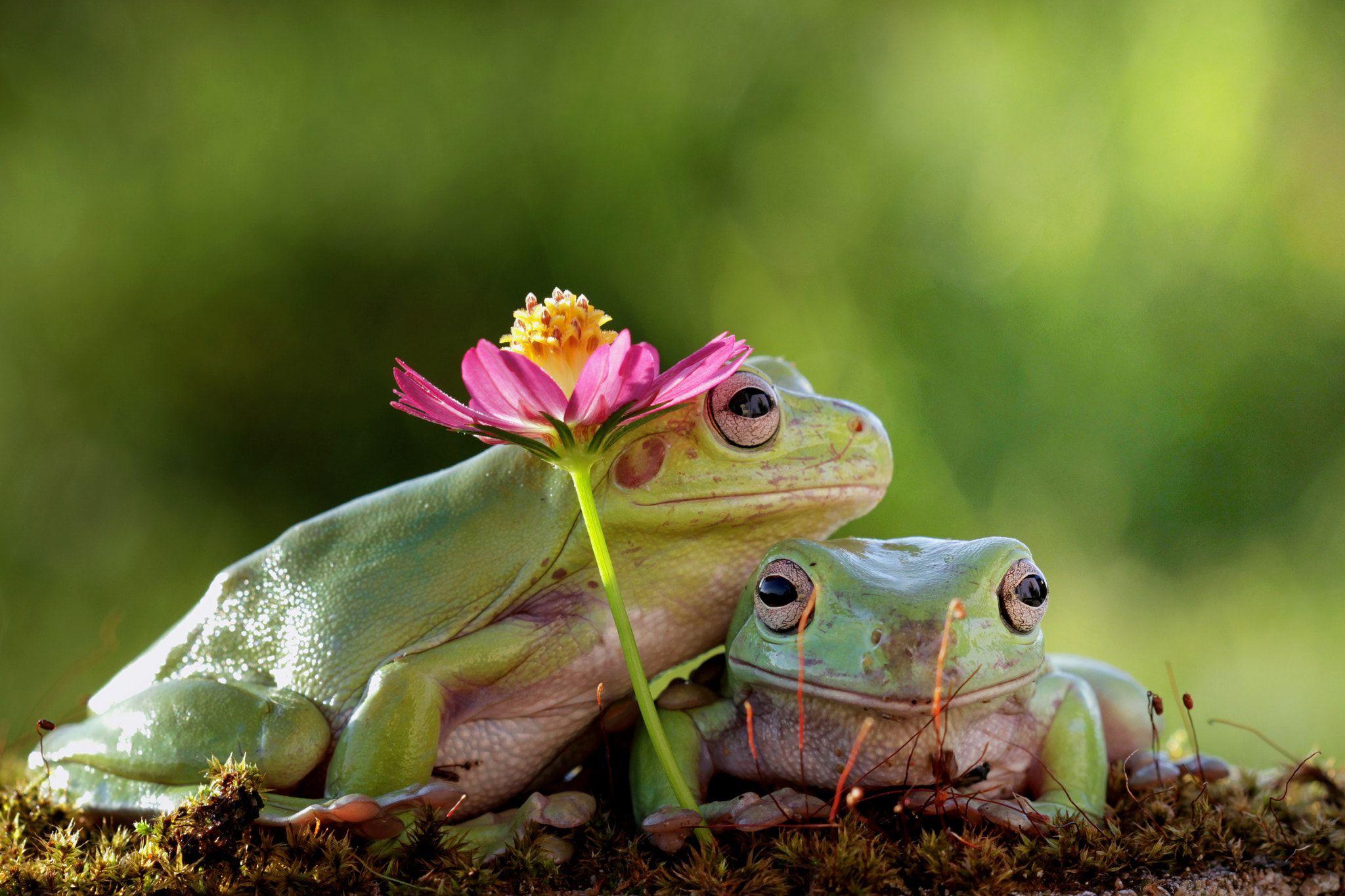 Just two frogs in love! r/aww