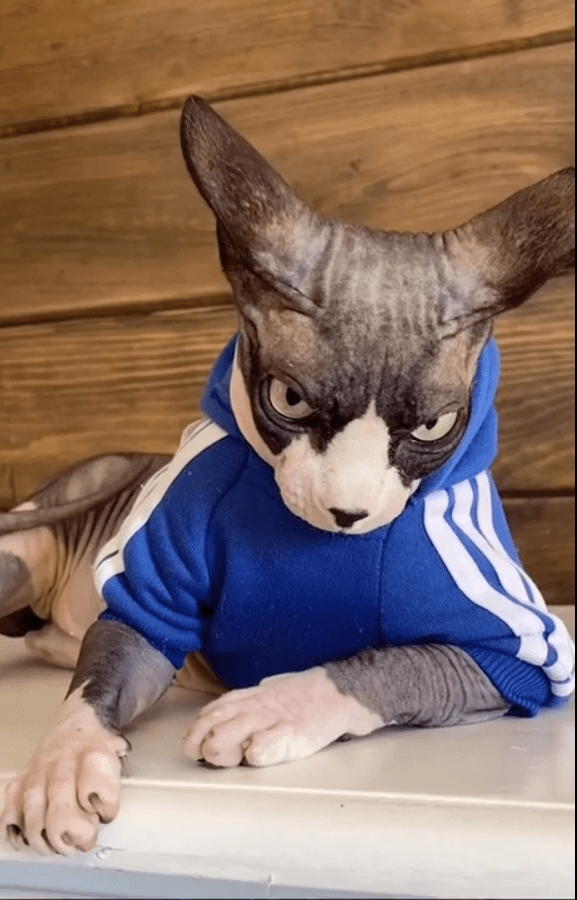 Russian Cat r/TheCatReport