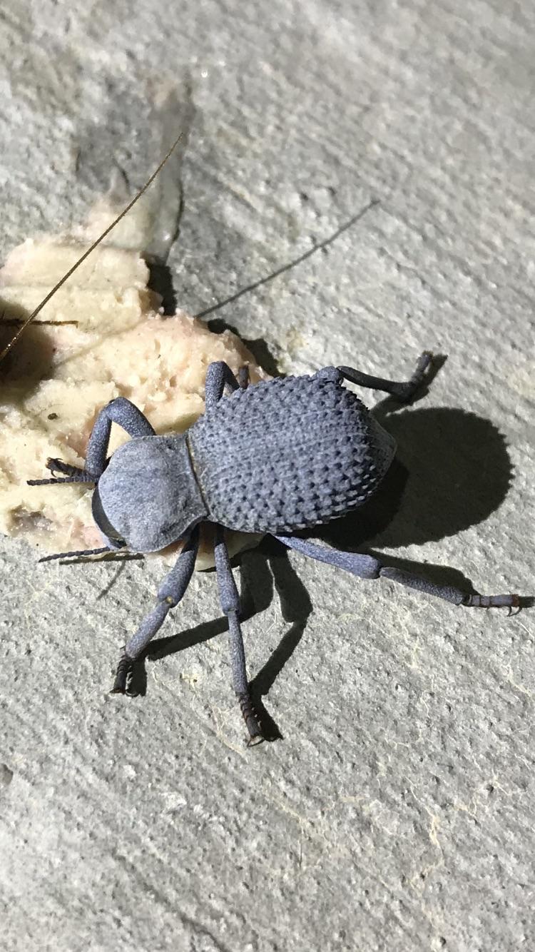 What’s this teal colored beetle? Las Vegas, NV. r/whatsthisbug