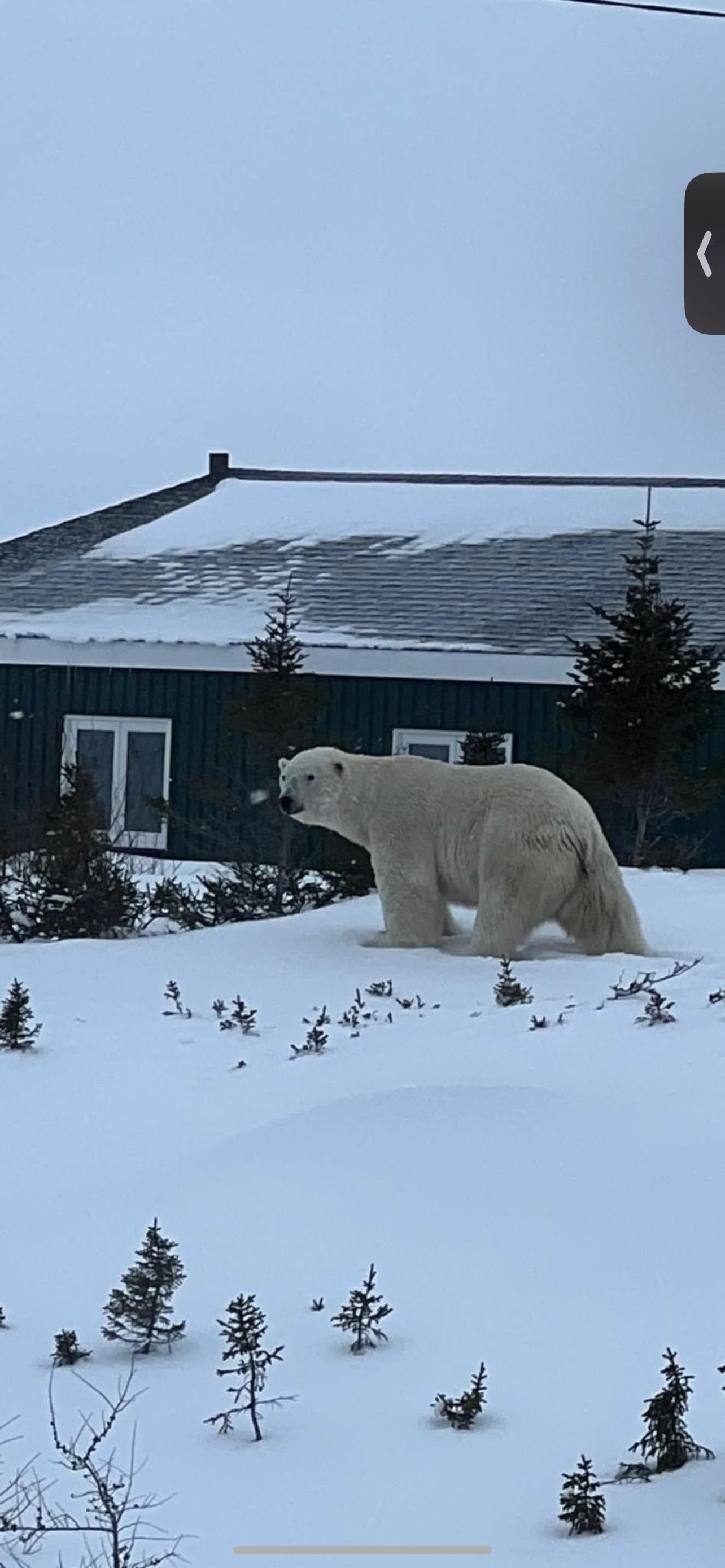 Every year polar bears from northern Labrador make their way down to