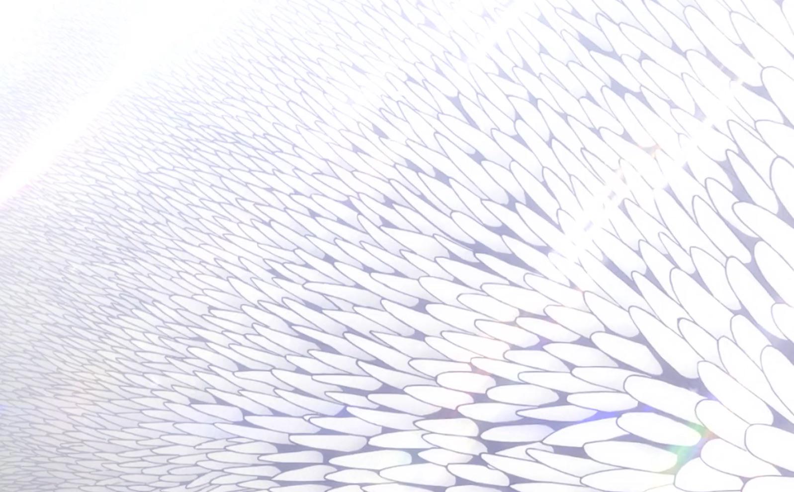 [discussion] What does the White Whale’s fur feel like? r/Re_Zero