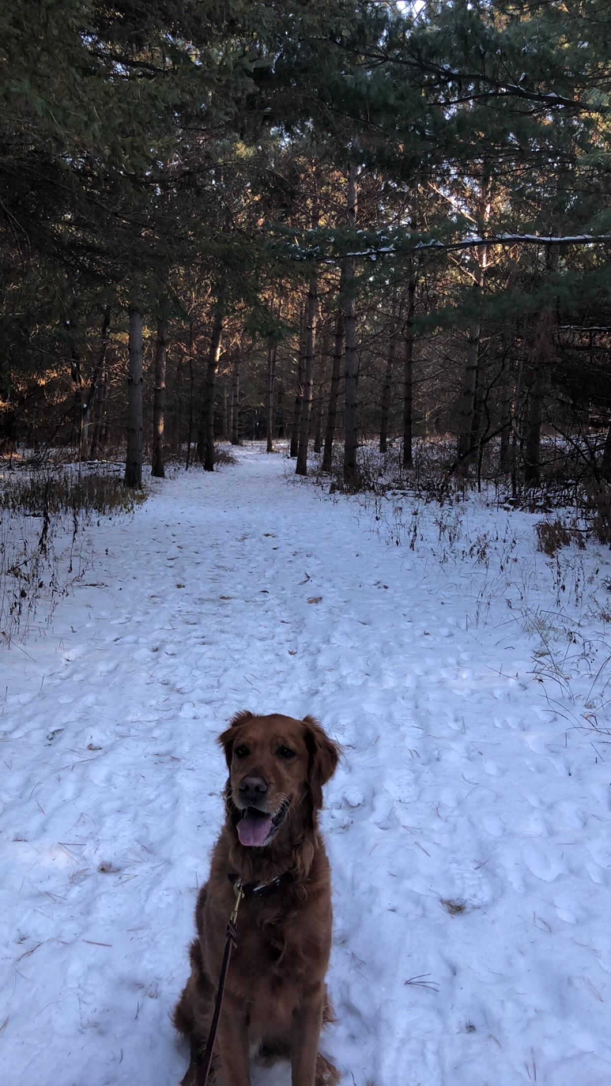 The best hiking buddy!! r/goldenretrievers