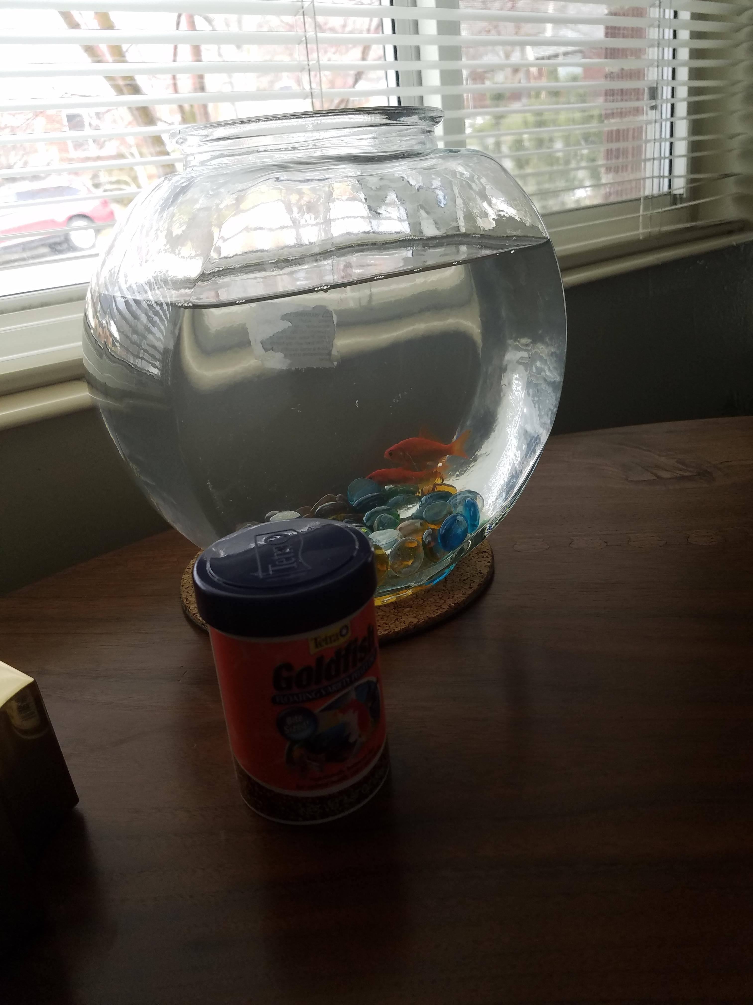 My parents bought these fish a few days ago. I know bowls are really
