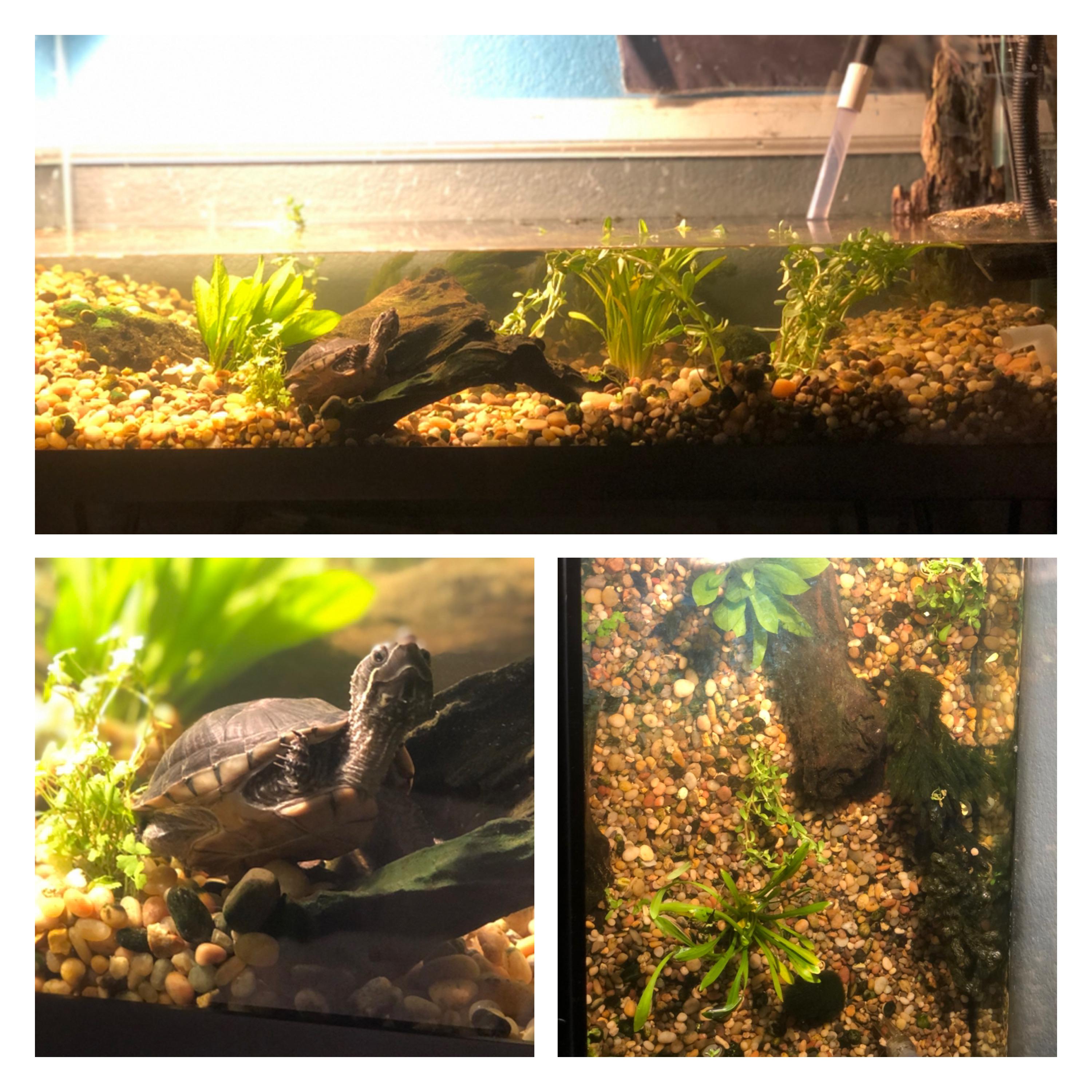 Eastern Musk Turtle tank. The girls are enjoying the fresh deepclean