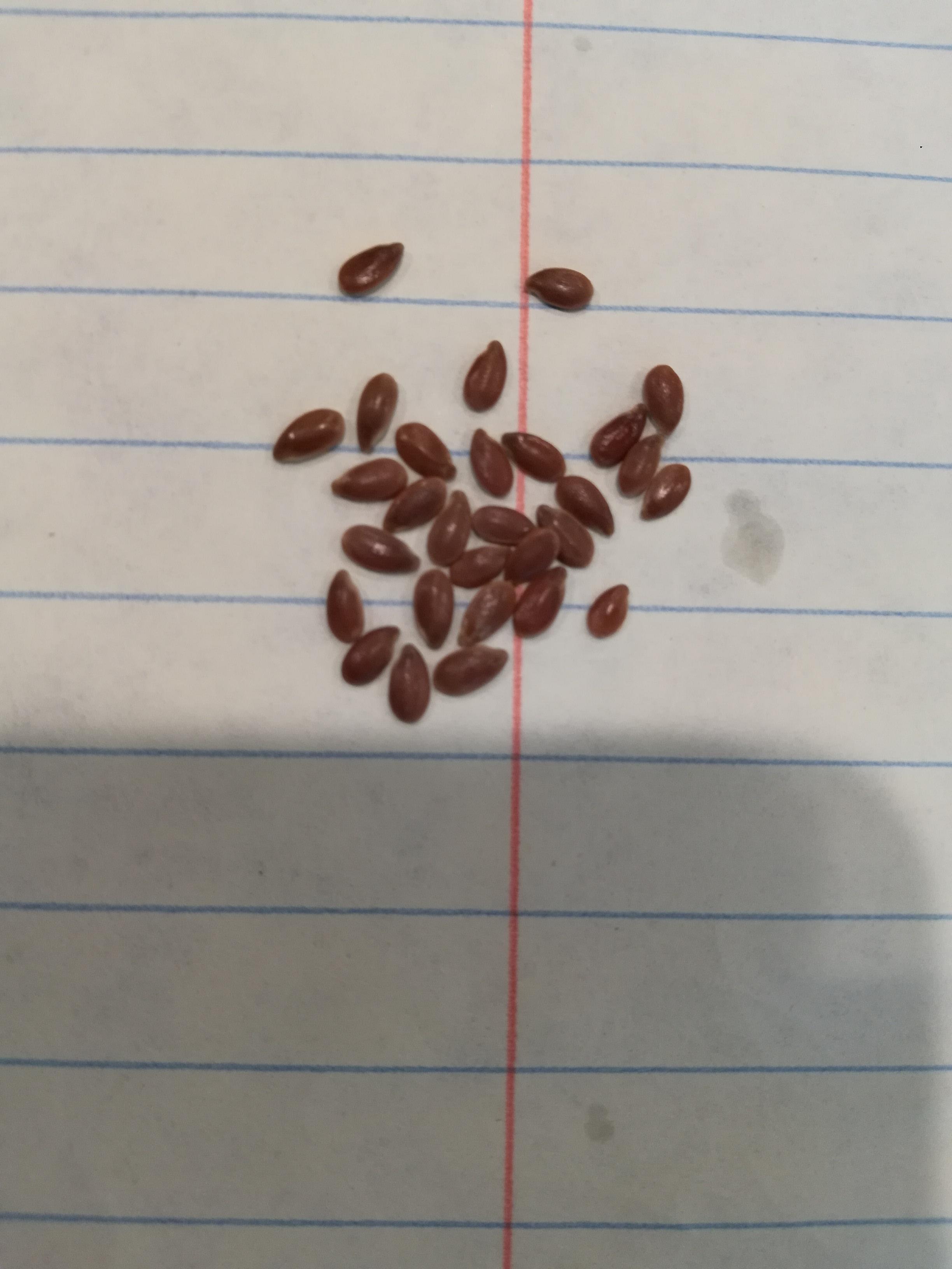 What are these? Found literally hundreds on the floor in the kitchen