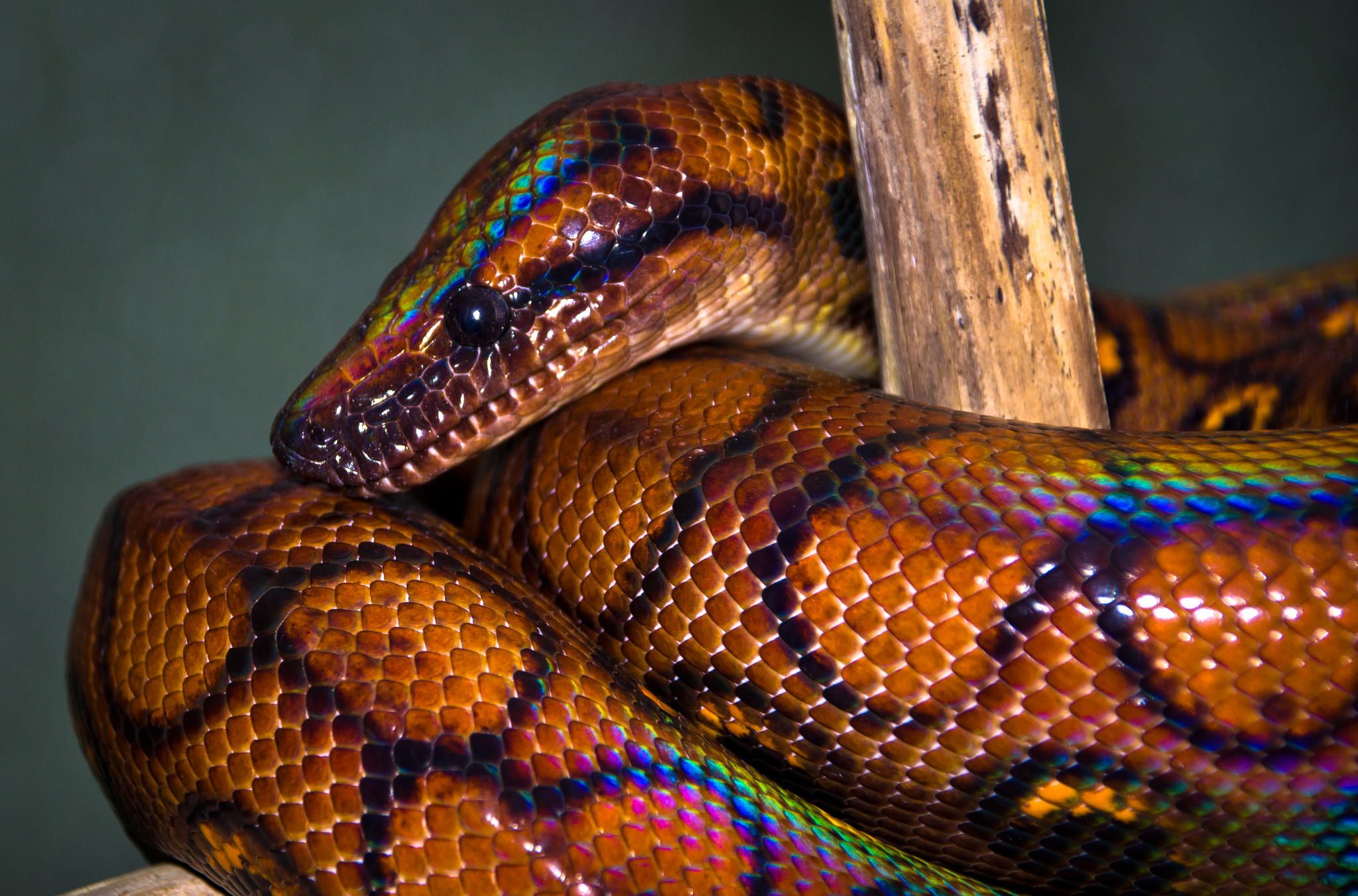 rainbow boa r/snakes