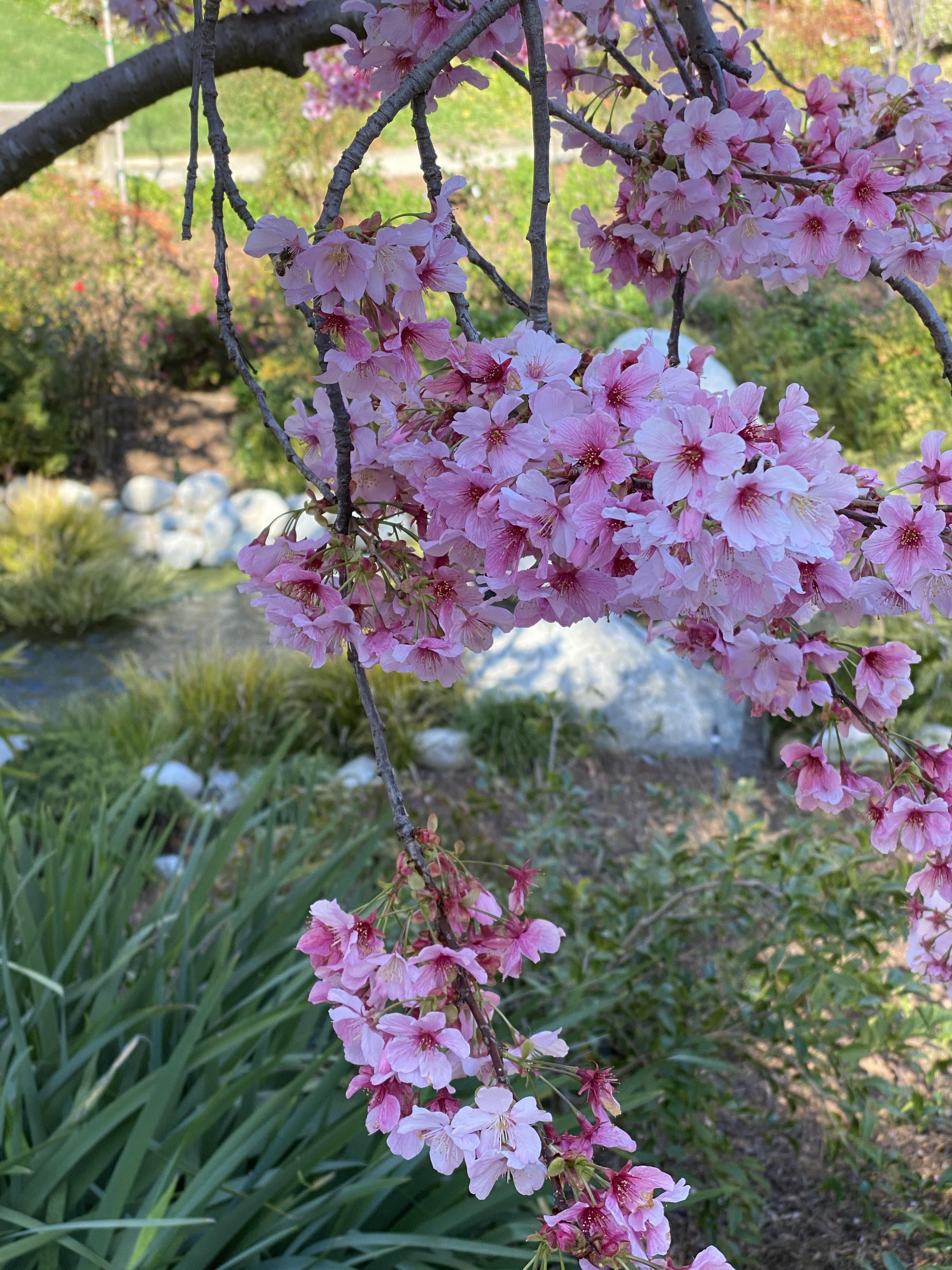 The cherry blossoms are blooming at the Japanese Friendship Garden in
