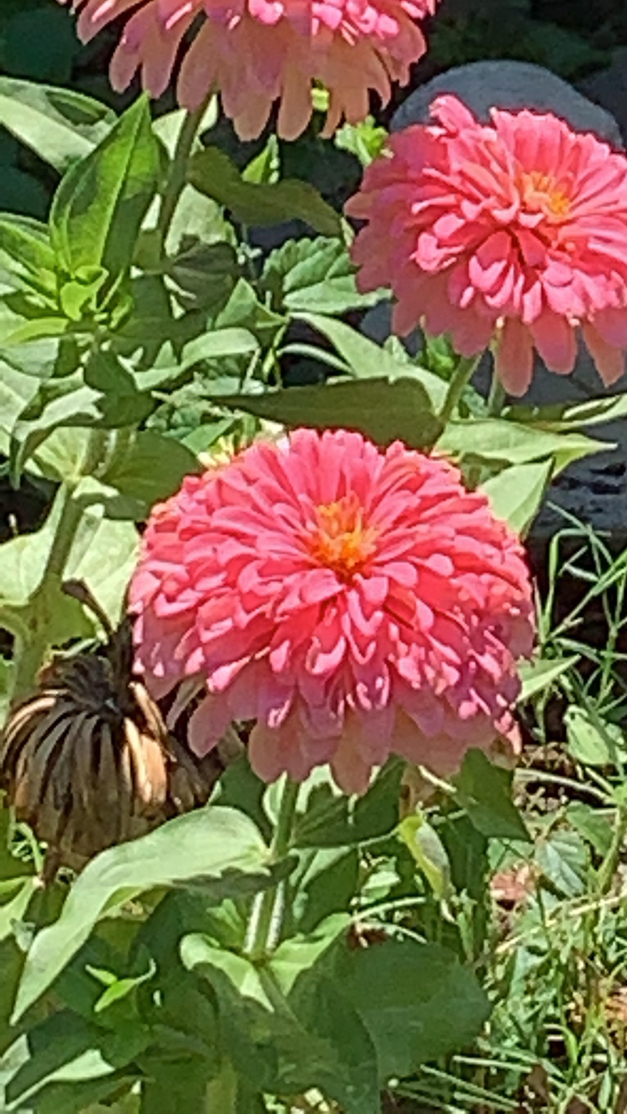 I take flower pictures and I like this flower, don't know what it is