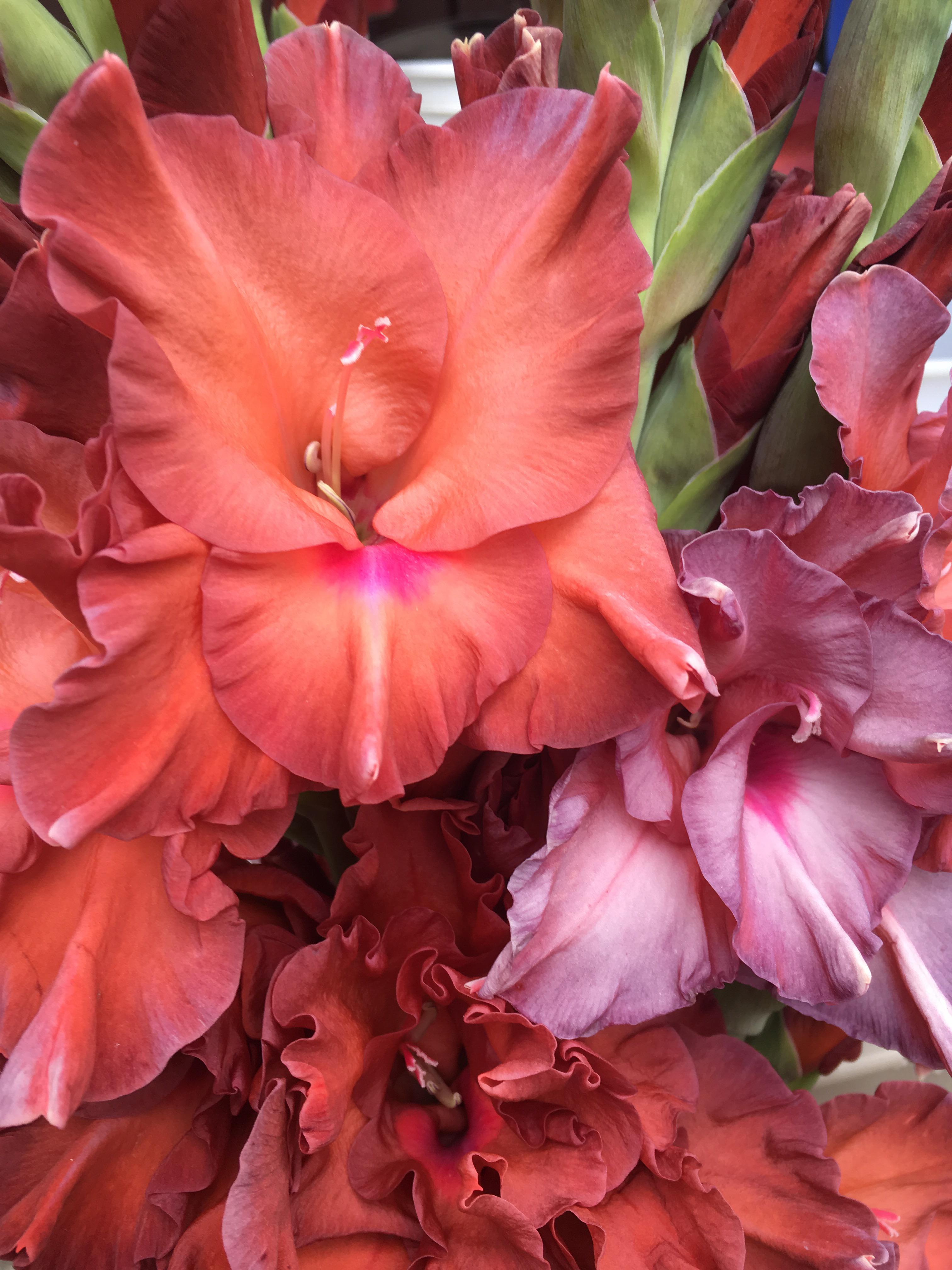 Some more glads! r/flowers