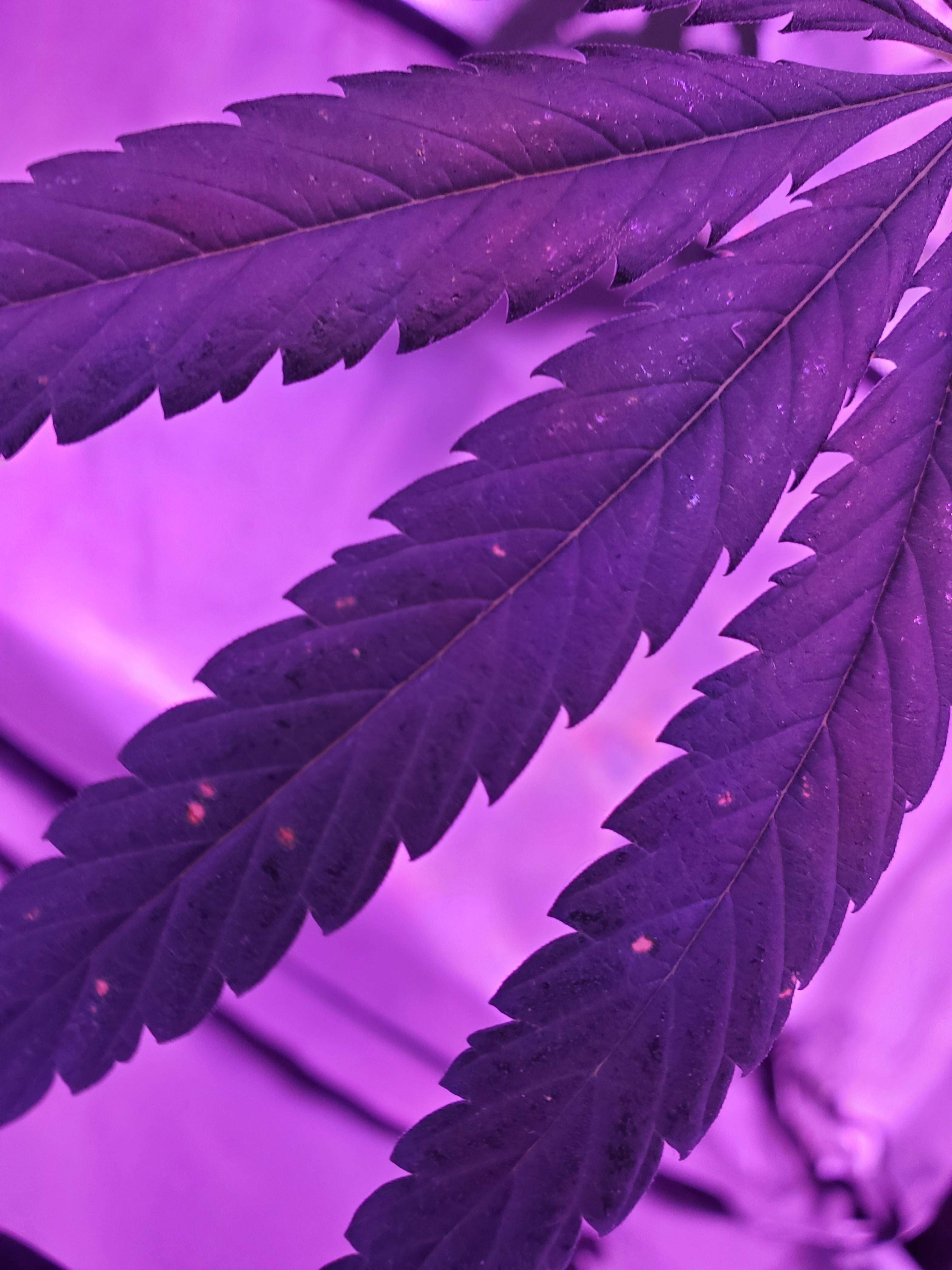 Anyone know what these small yellow spots are? Only on 2 or 3 leaves