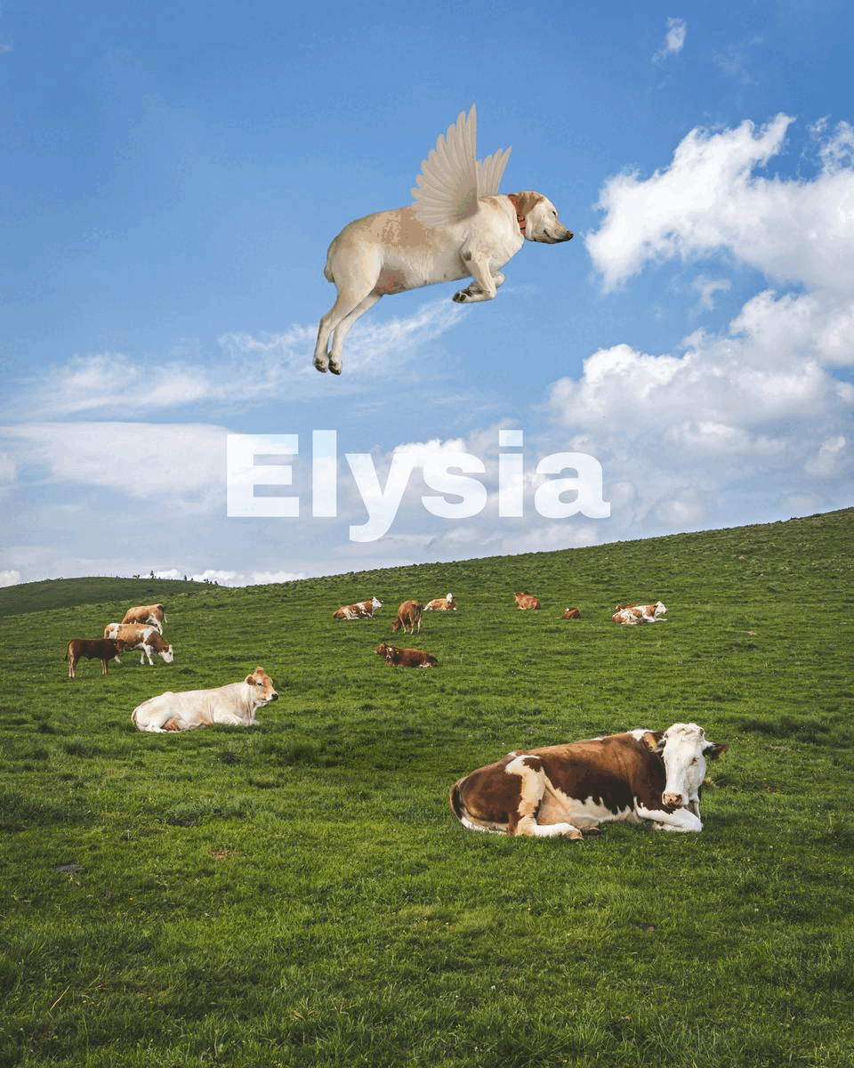 My wife and I make a lot of “when pigs can fly” jokes because our dog