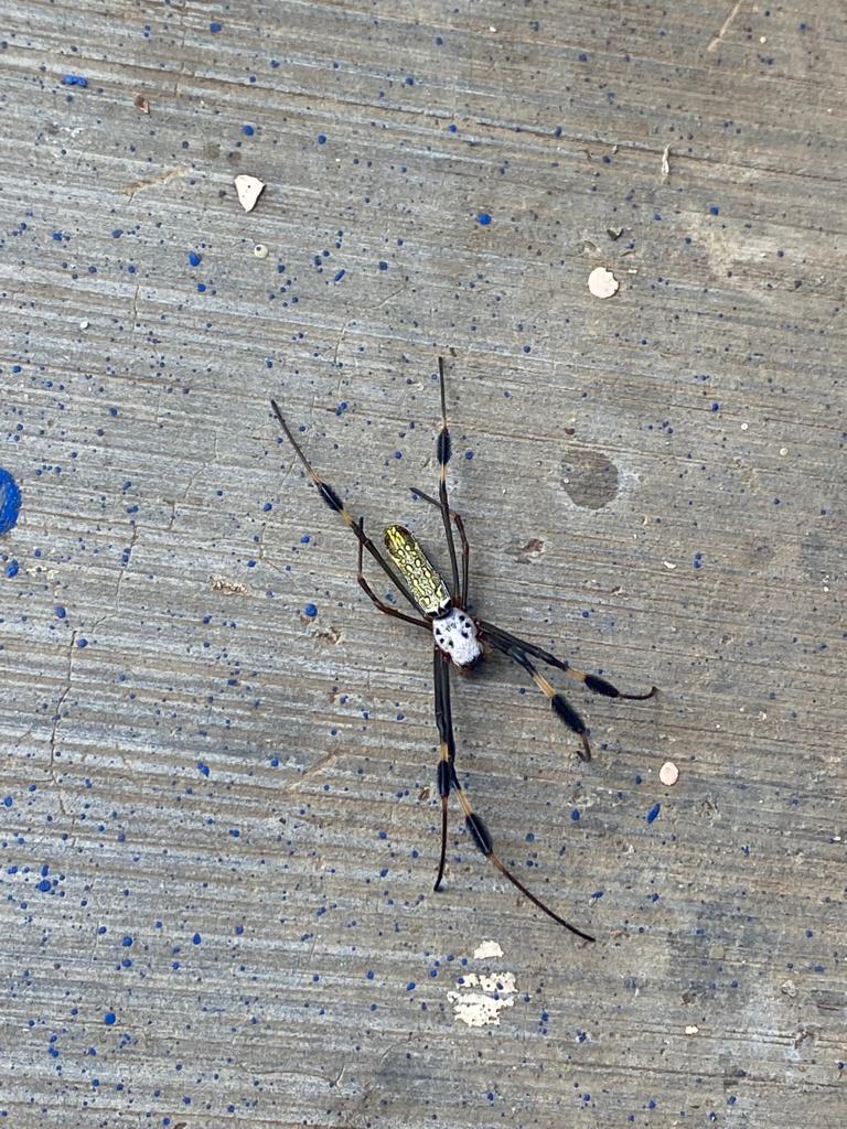 Can someone tell what spider it’s this and if they are poisonous or
