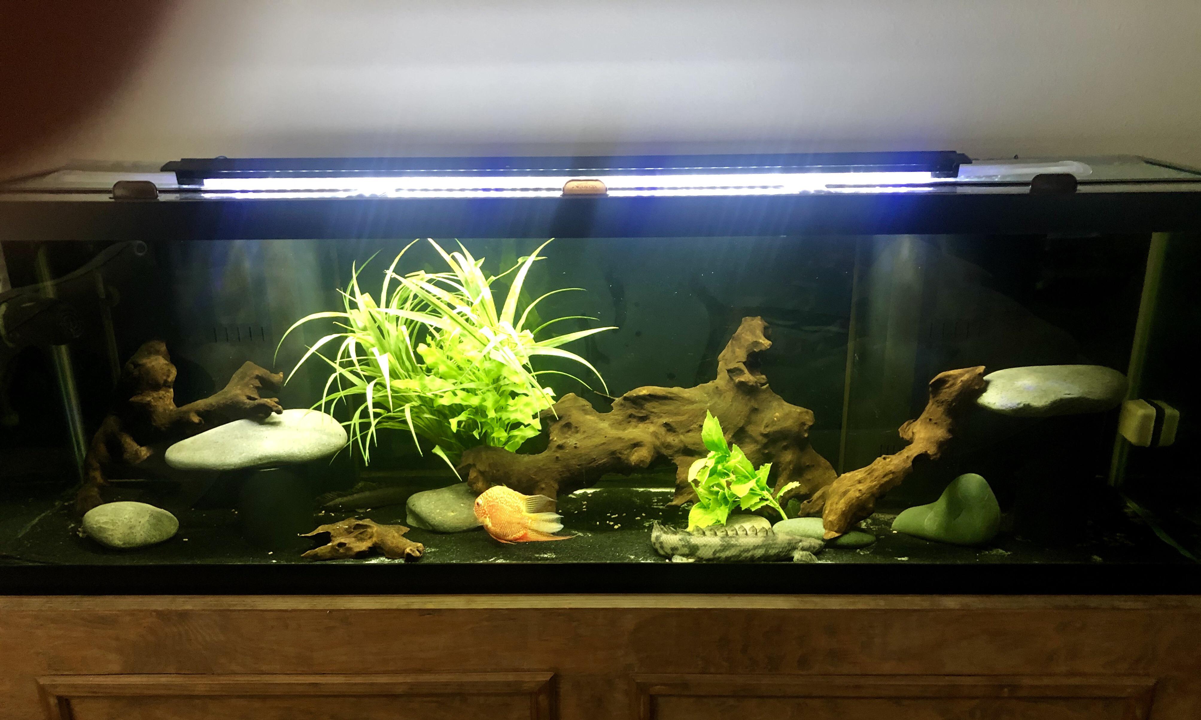My 125 Gallon r/Aquariums