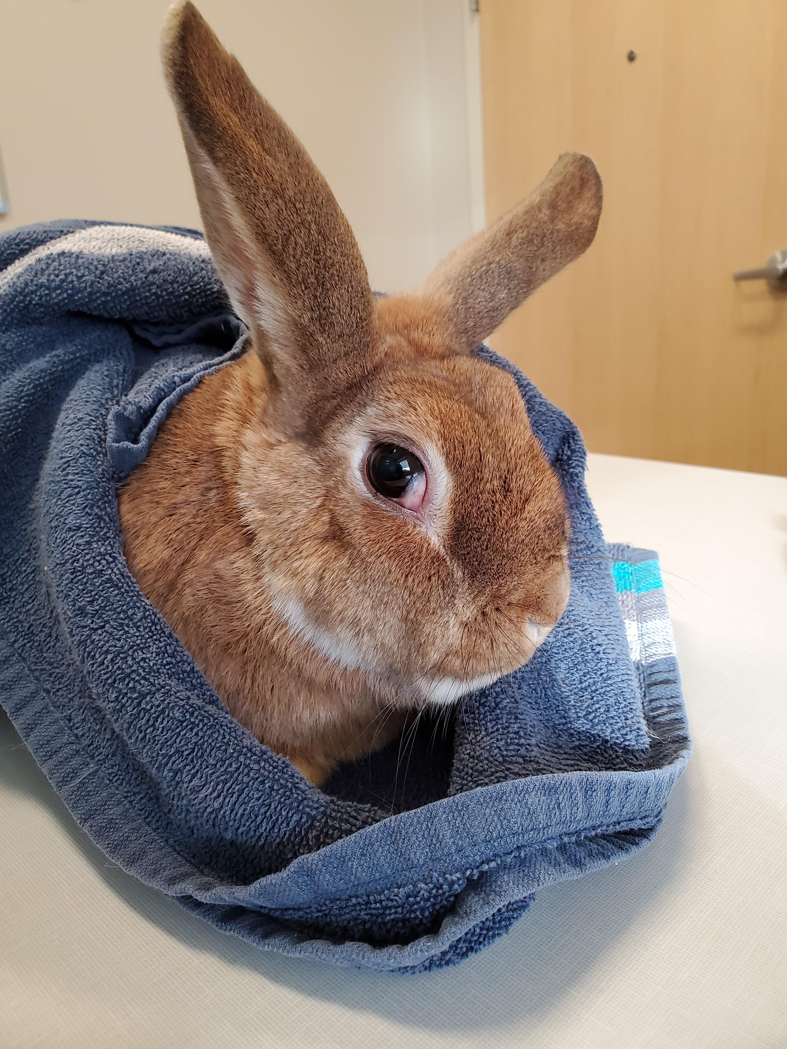 Bobbi at the vet r/Bunnies