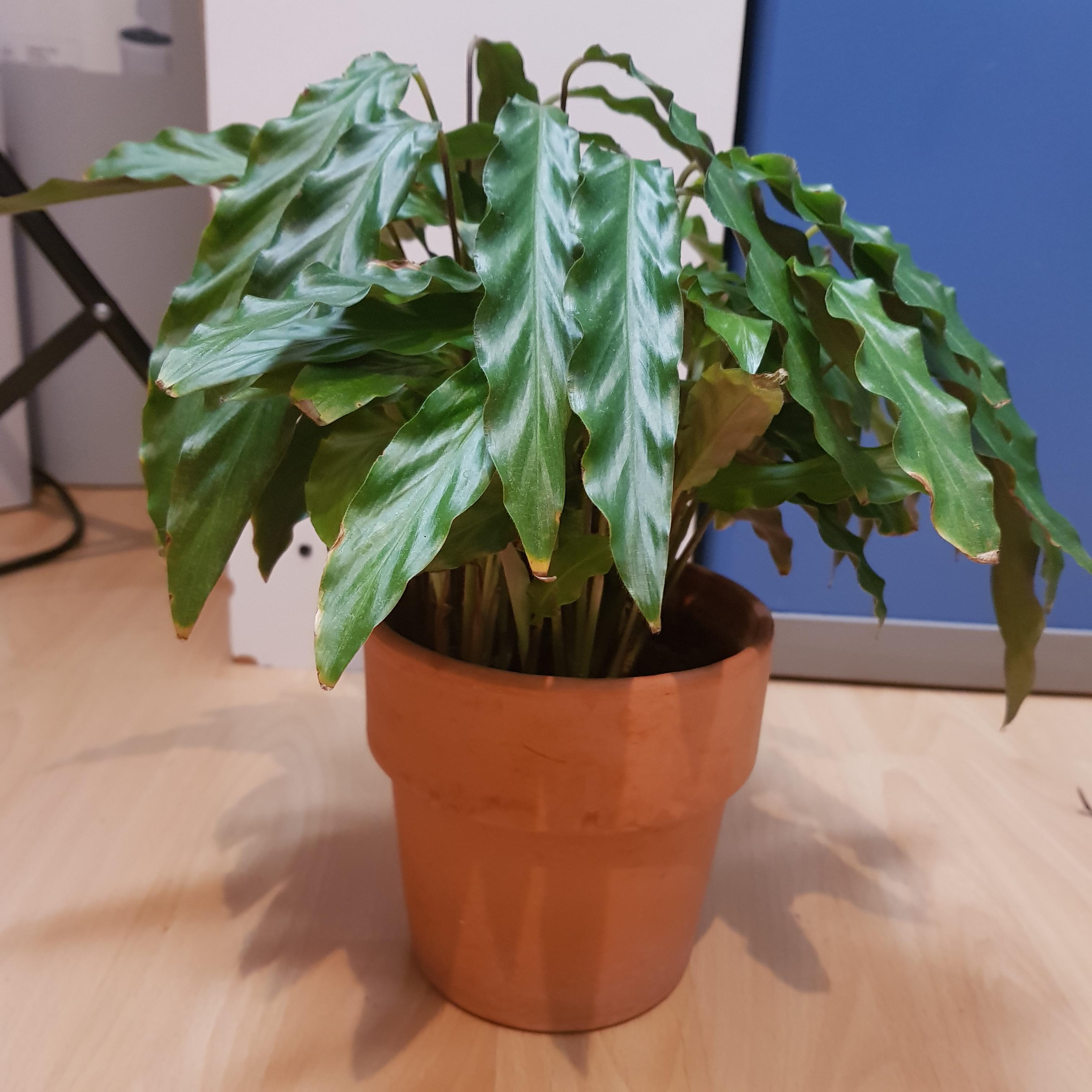 Droopy Calathea rufibarba r/plantclinic