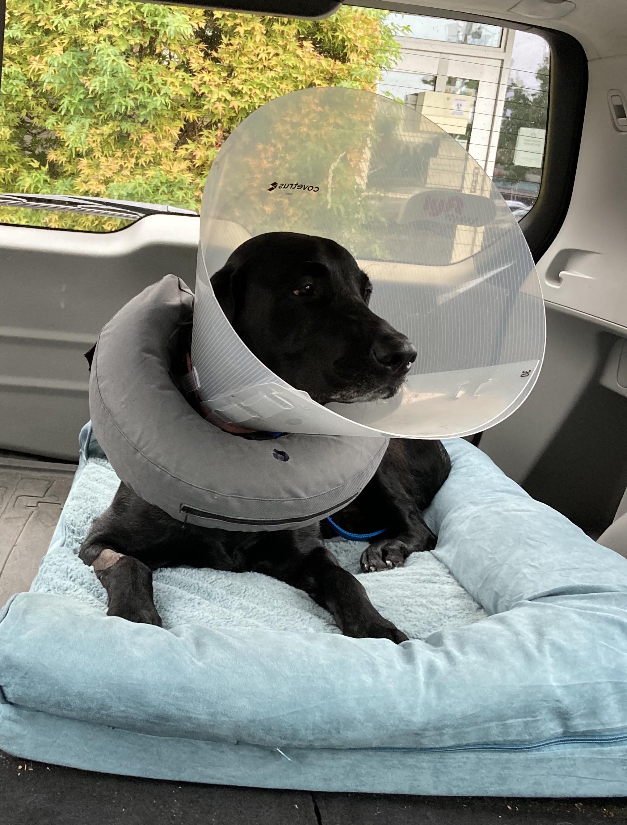 Freddy just had surgery to repair his knee and has 12+ months of