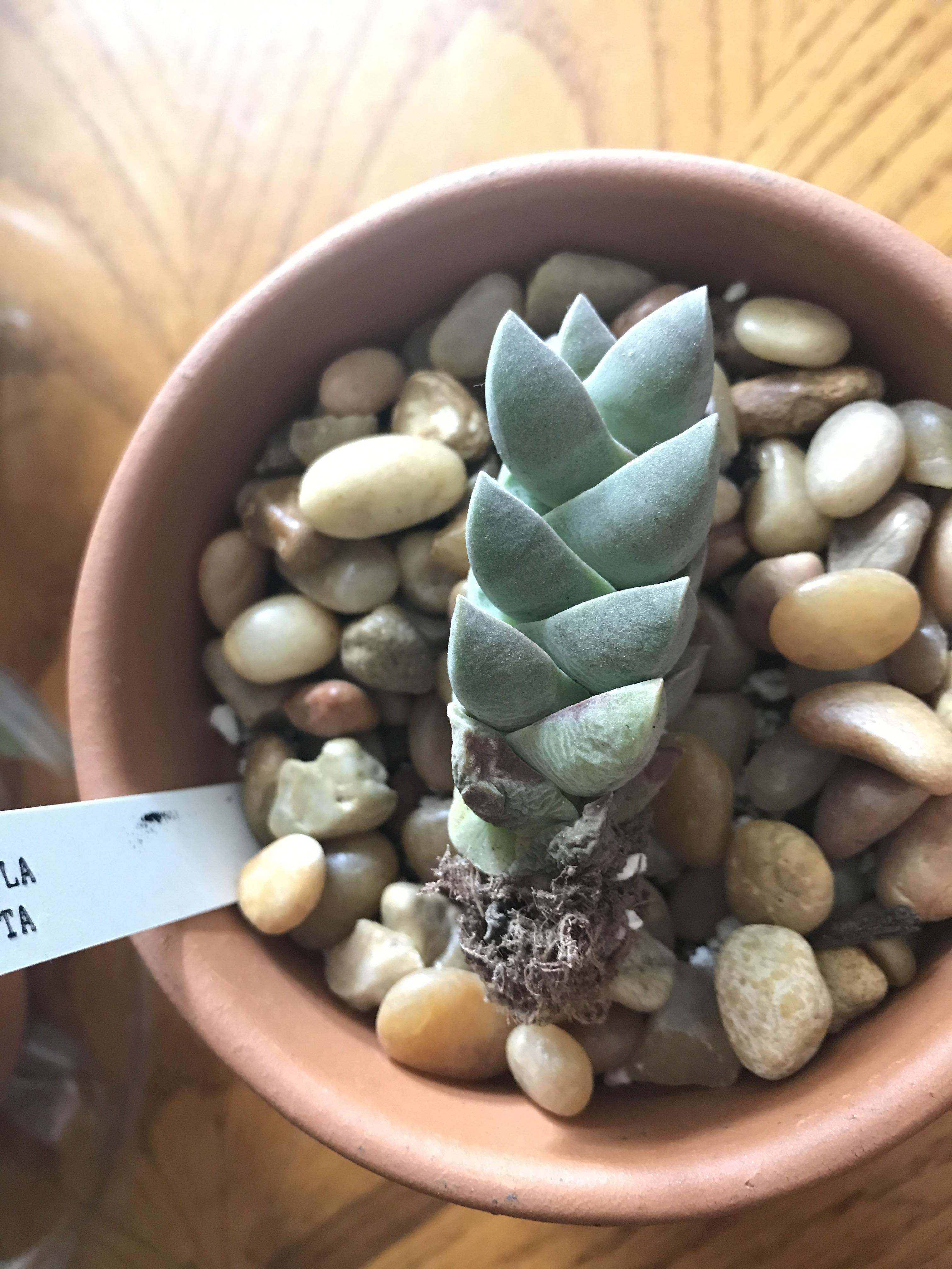 What are the brown spots on the bottom leaves of my Crassula Moonlight