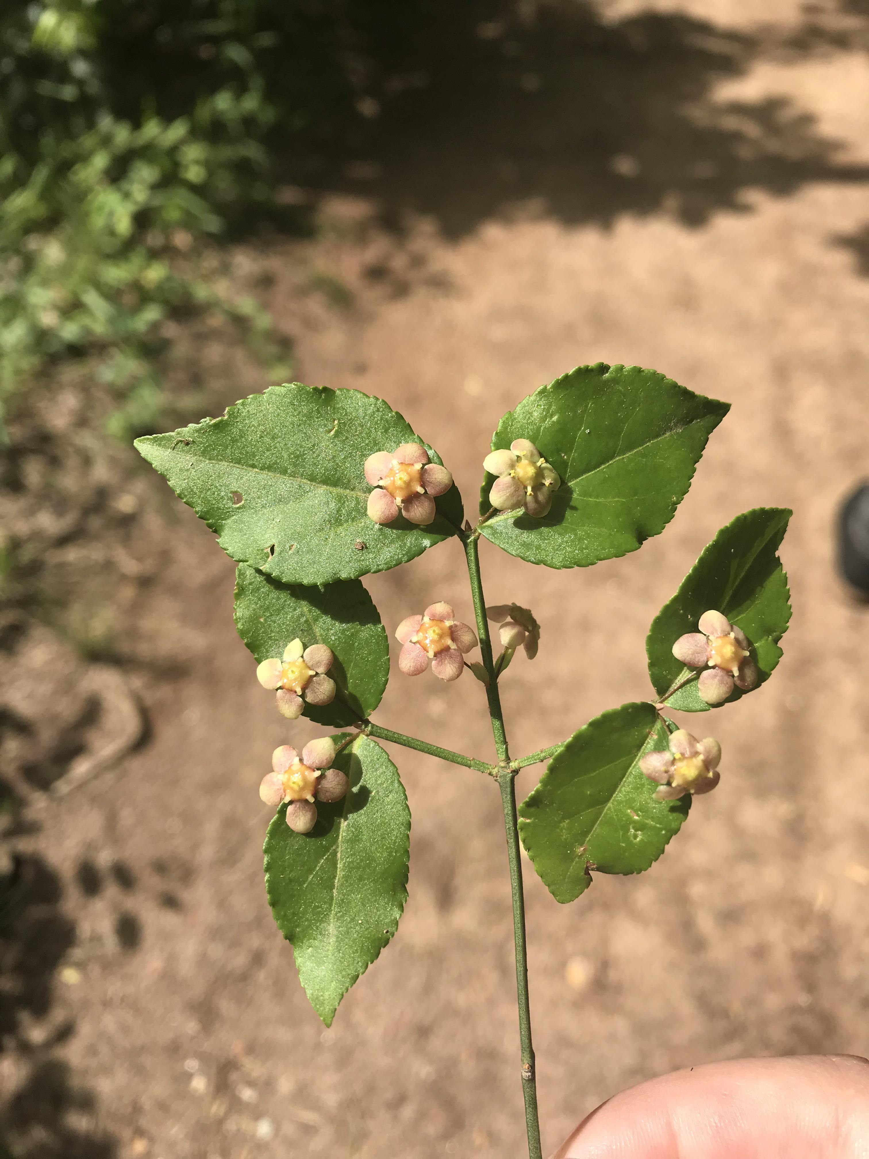 what is this cute plant? found in south carolina. r/whatsthisplant