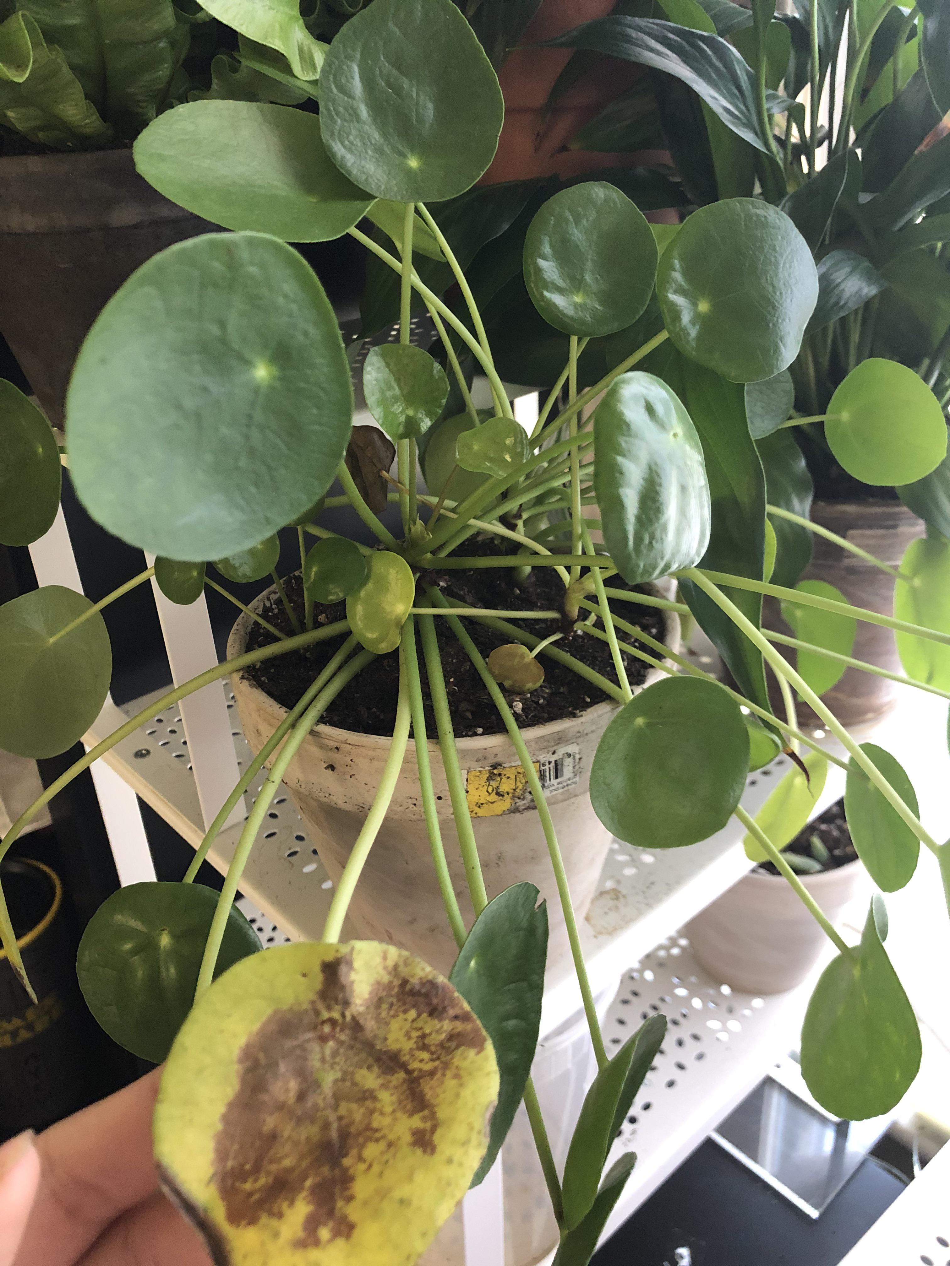 They recently started turning brown at the leaves and then just fall